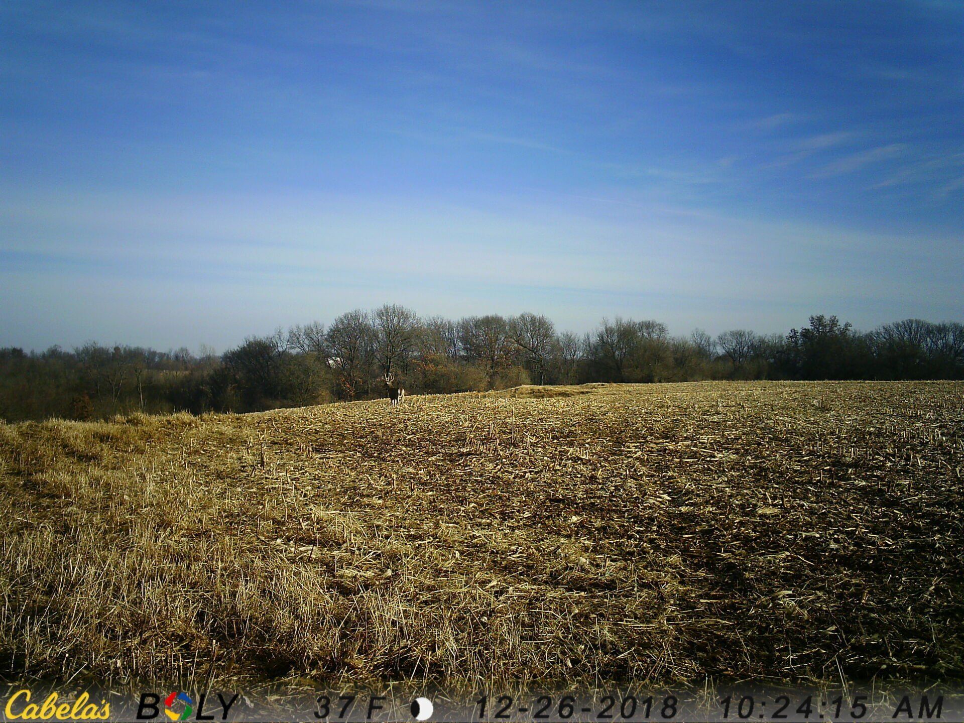 TRAIL CAMERA PICTURES