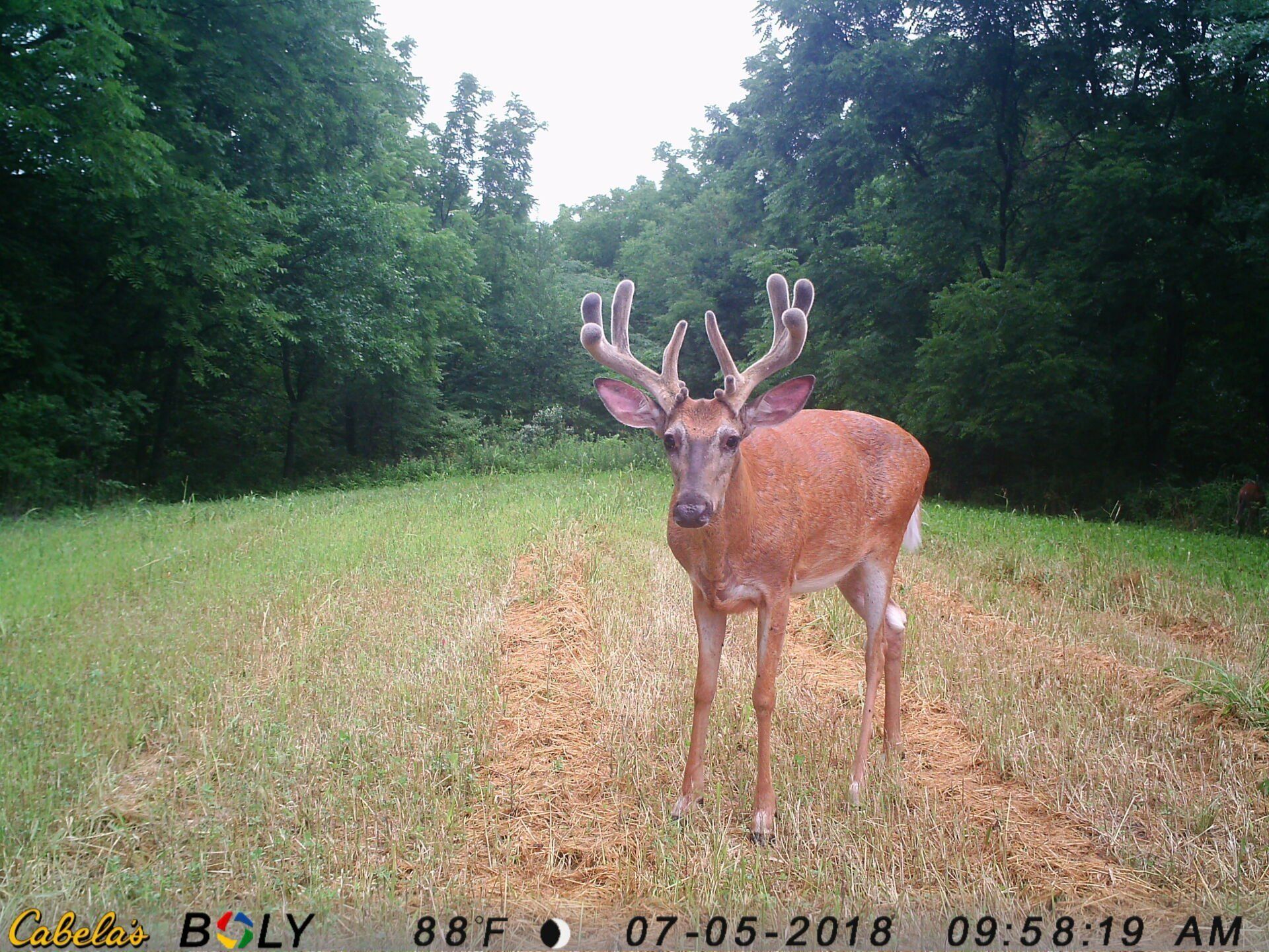 TRAIL CAMERA PICTURES