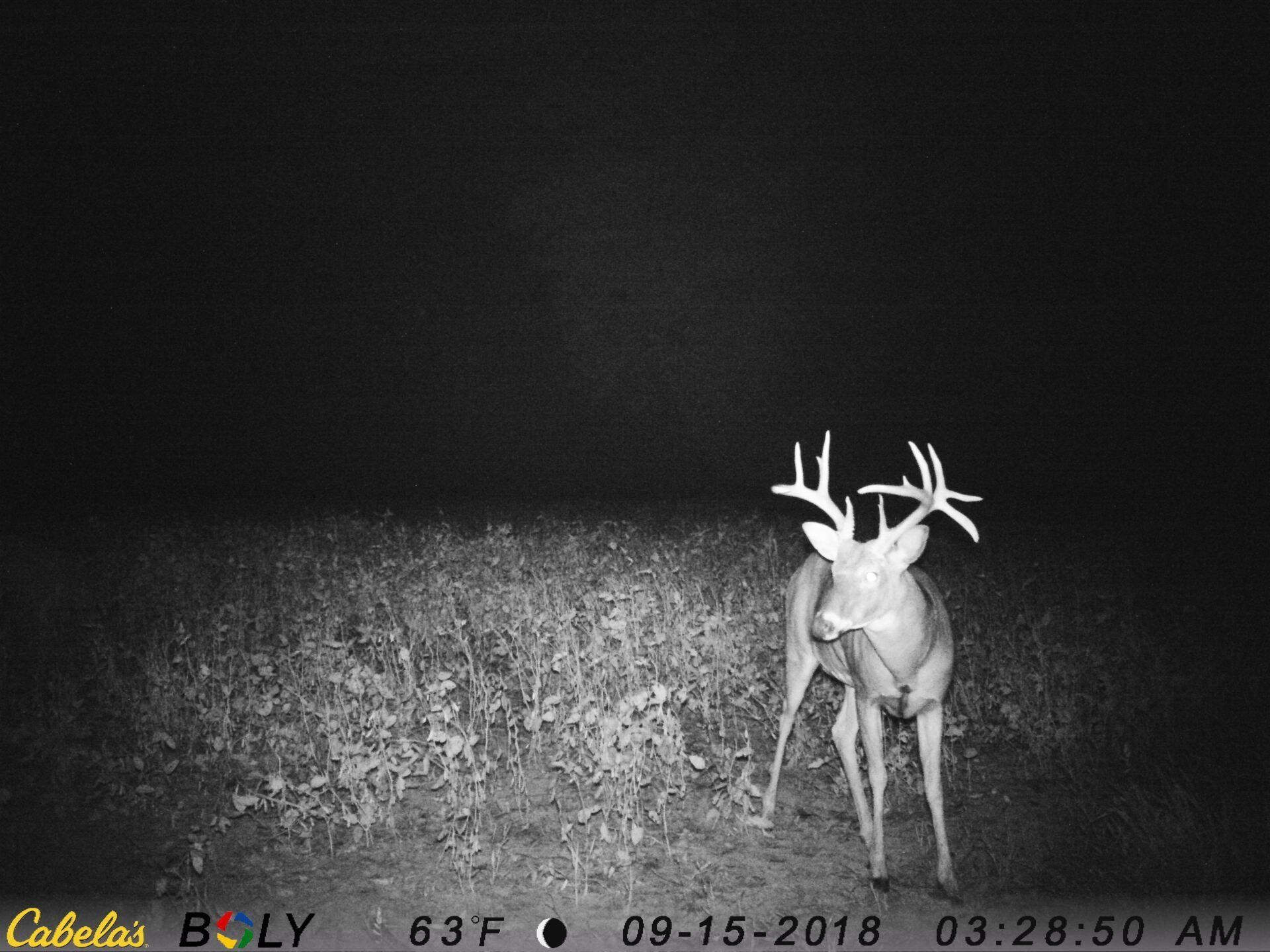 TRAIL CAMERA PICTURES