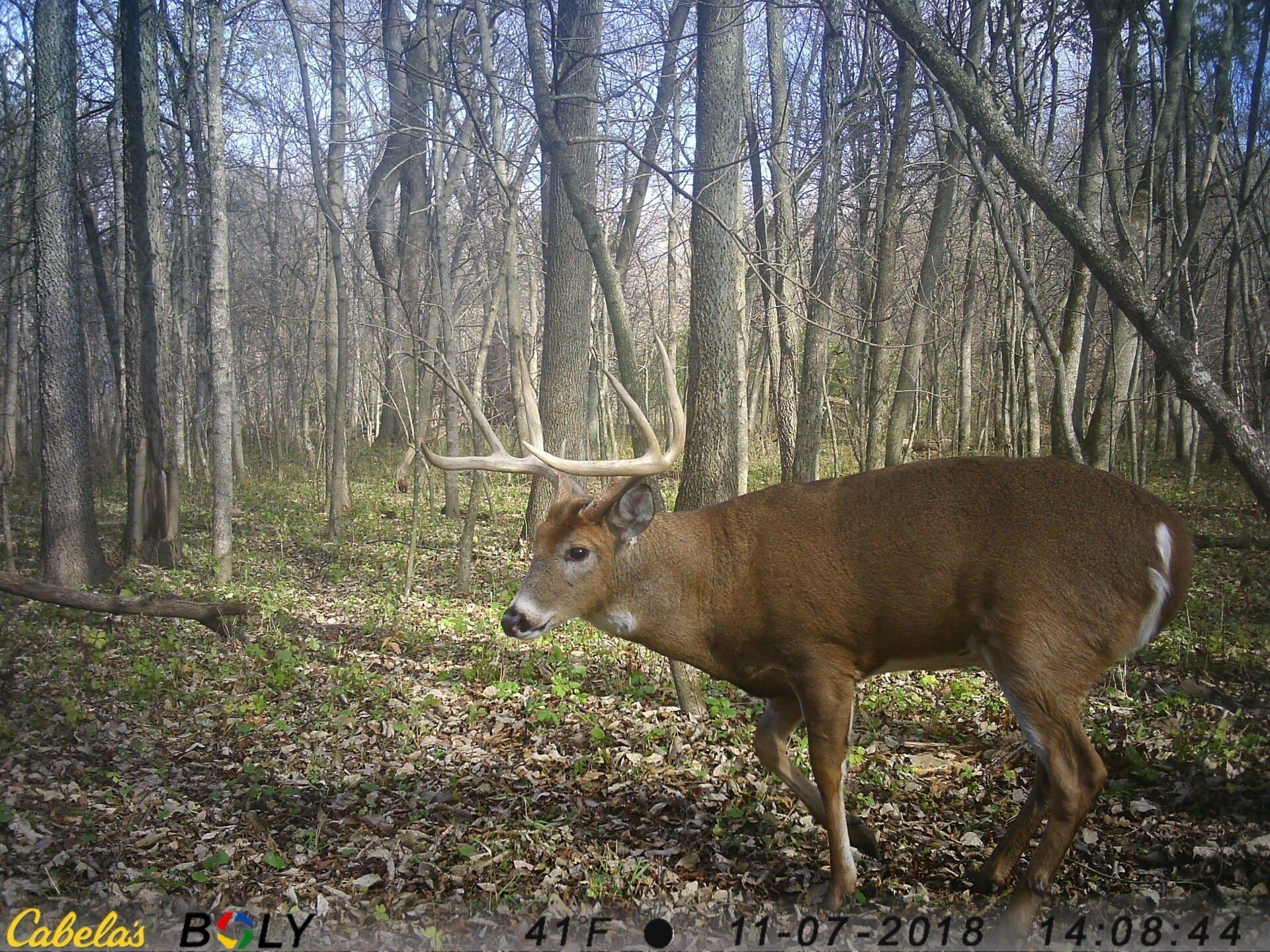 TRAIL CAMERA PICTURES