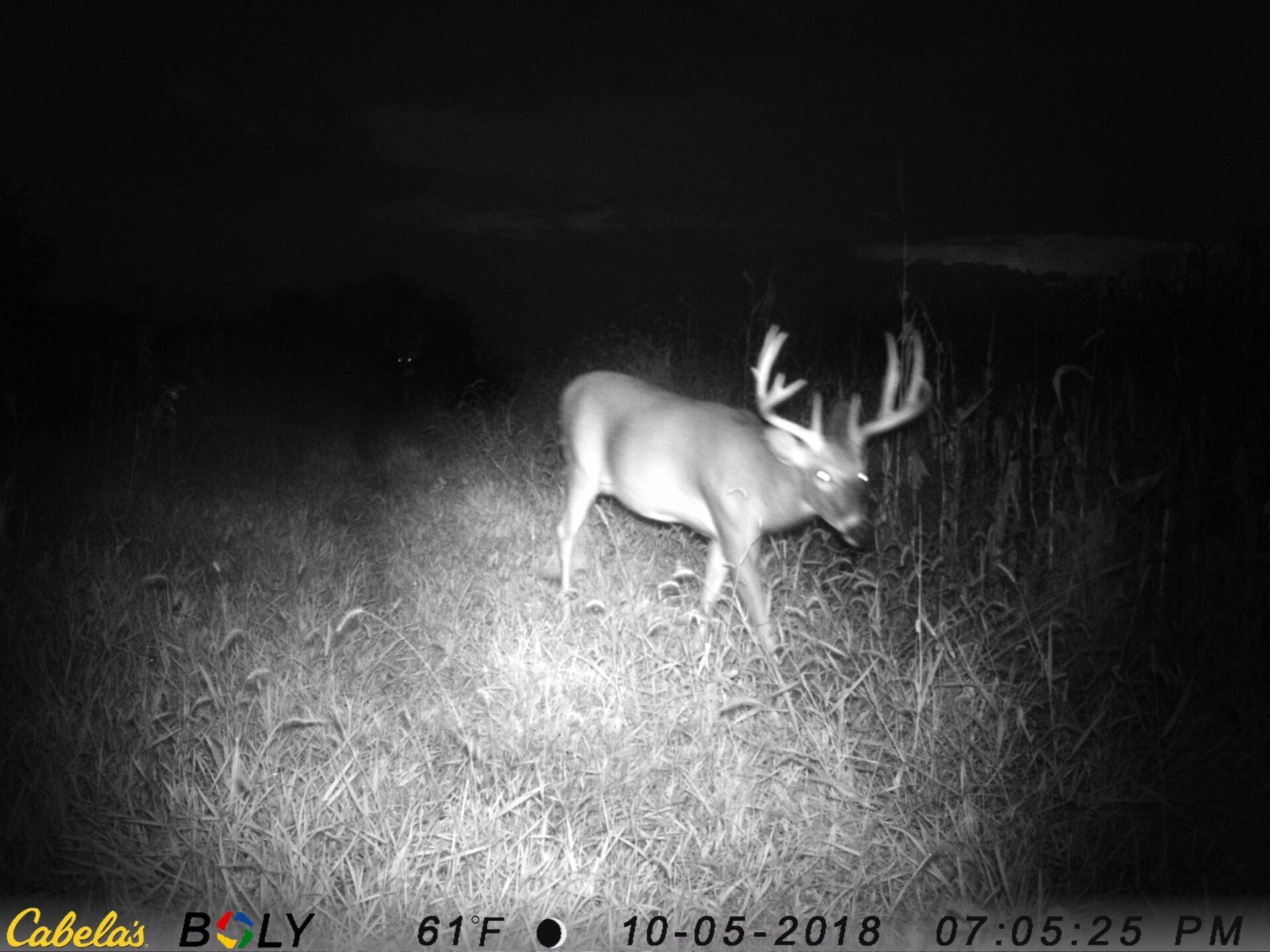 TRAIL CAMERA PICTURES