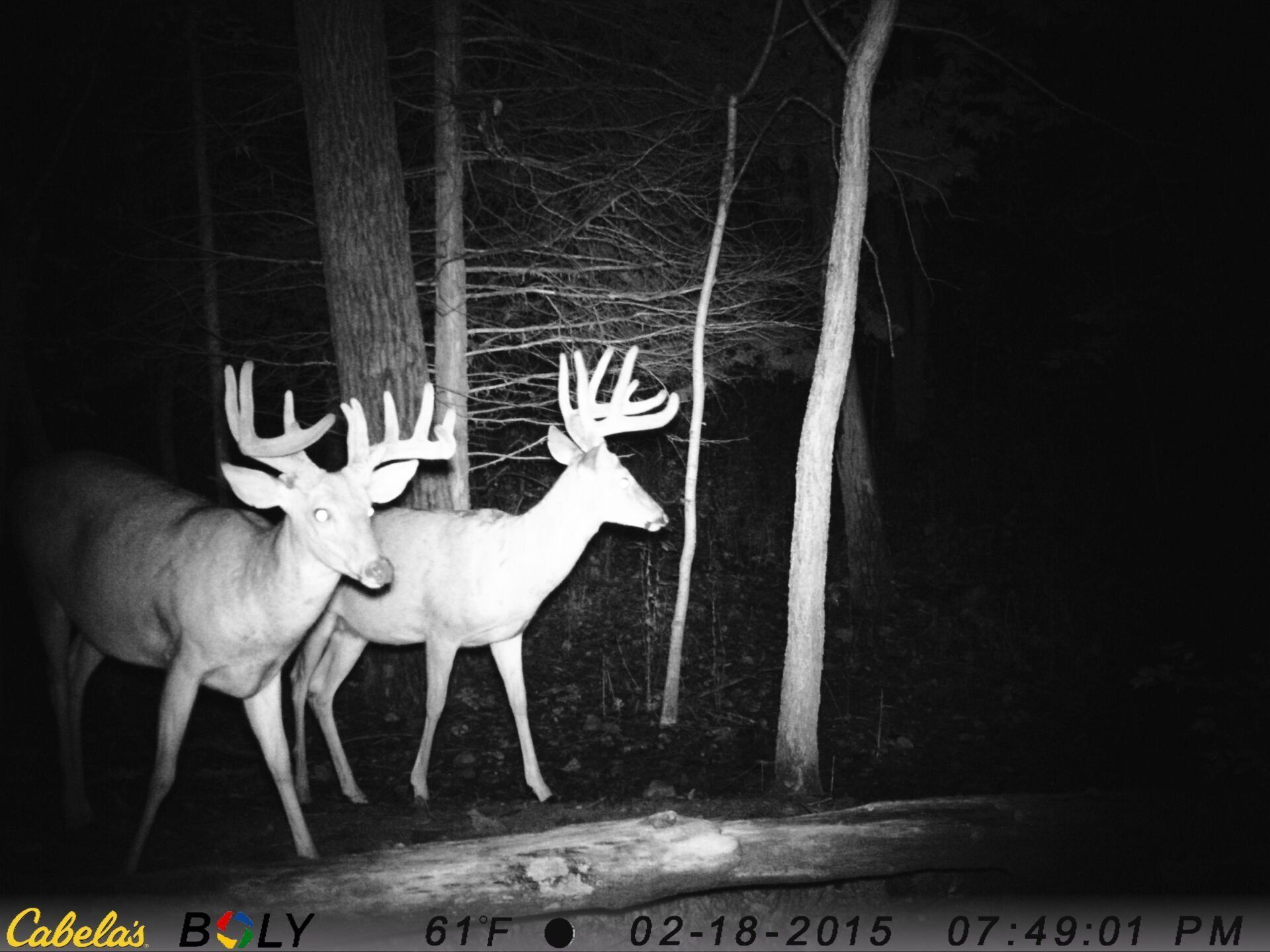 TRAIL CAMERA PICTURES