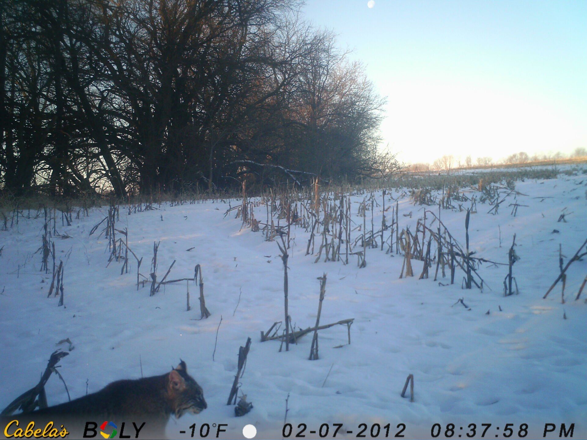 TRAIL CAMERA PICTURES
