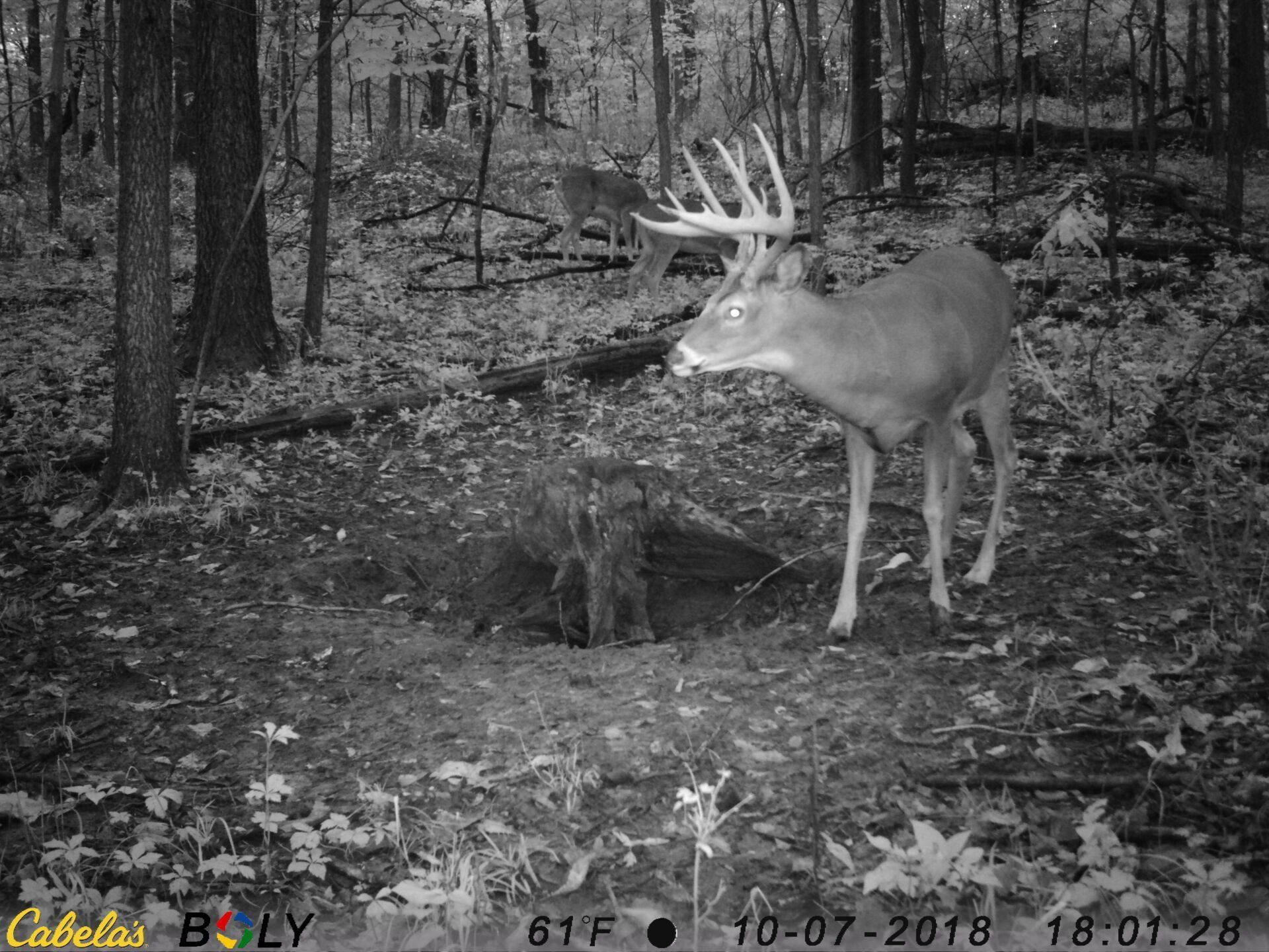 TRAIL CAMERA PICTURES