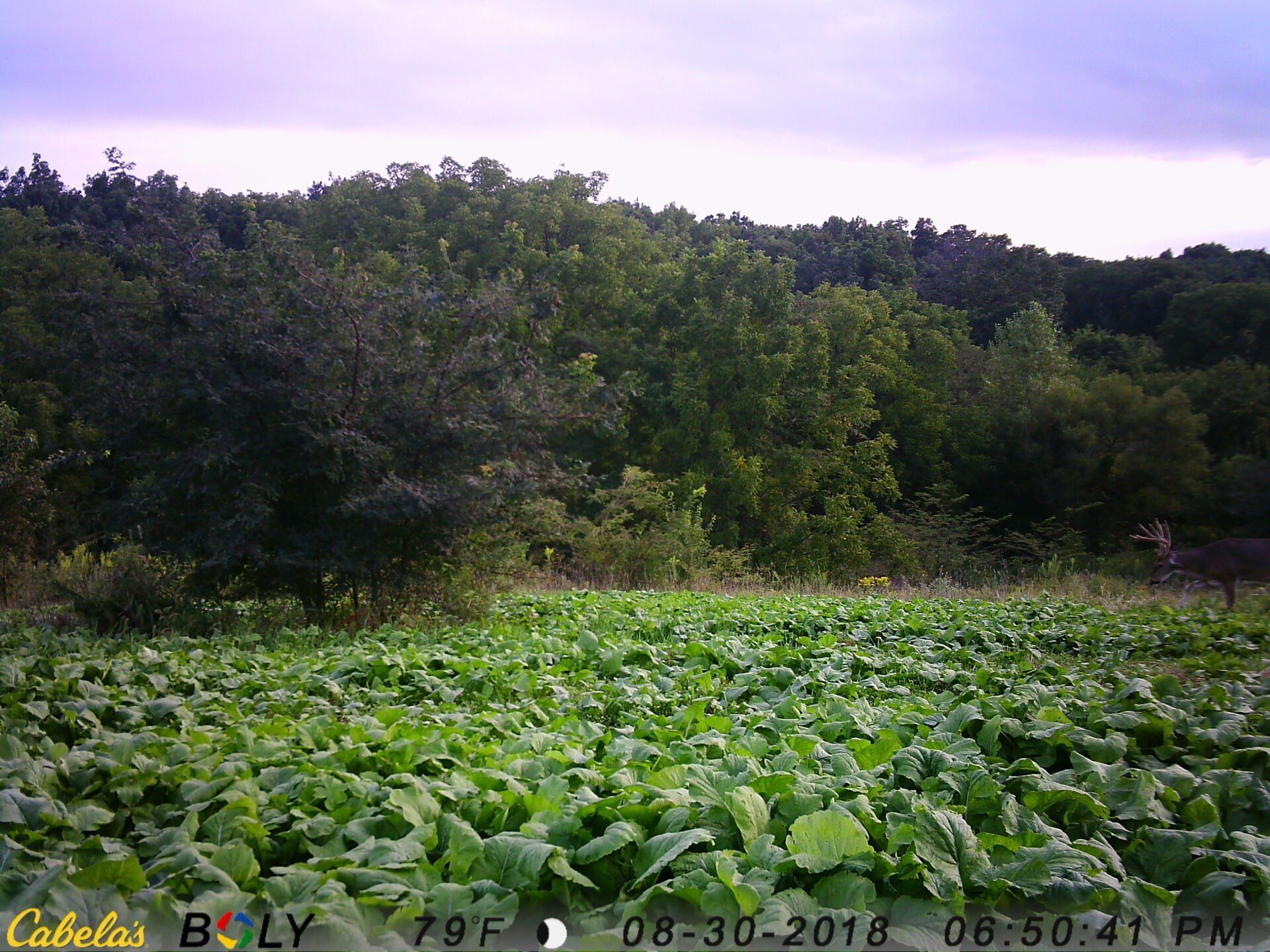 TRAIL CAMERA PICTURES