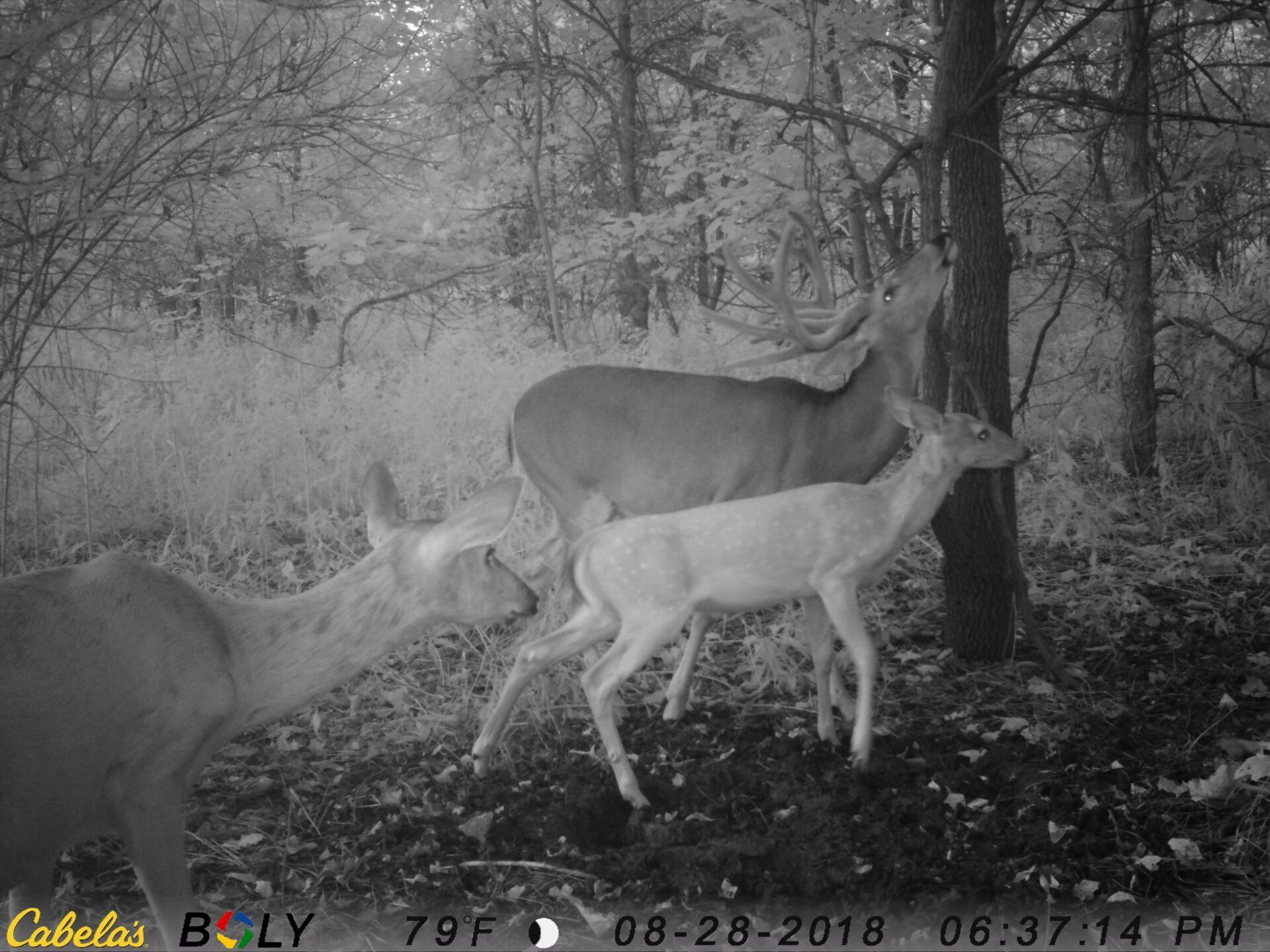 TRAIL CAMERA PICTURES