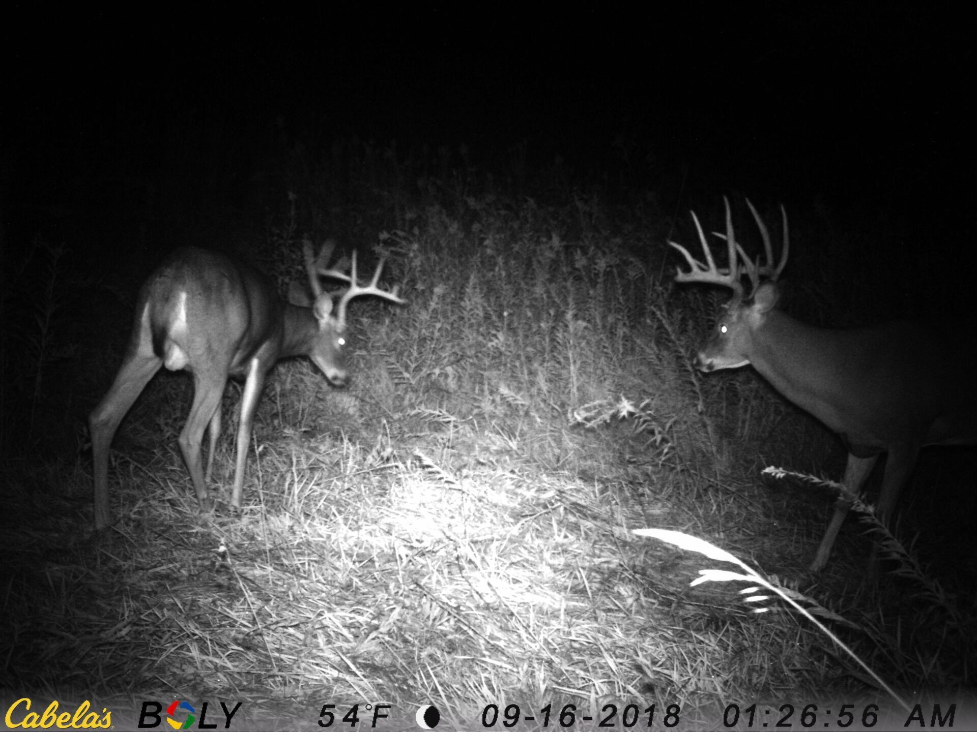 TRAIL CAMERA PICTURES