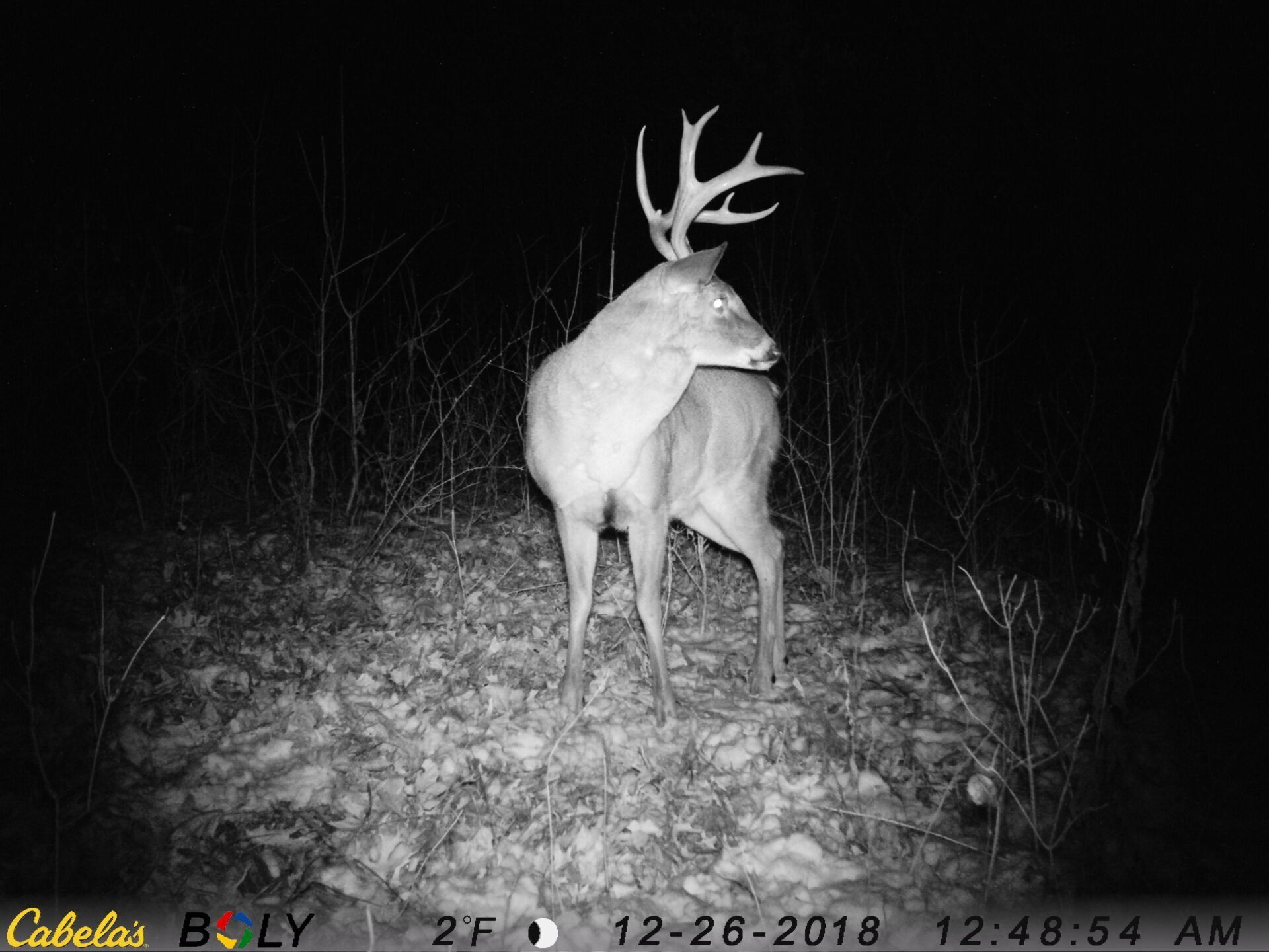 TRAIL CAMERA PICTURES