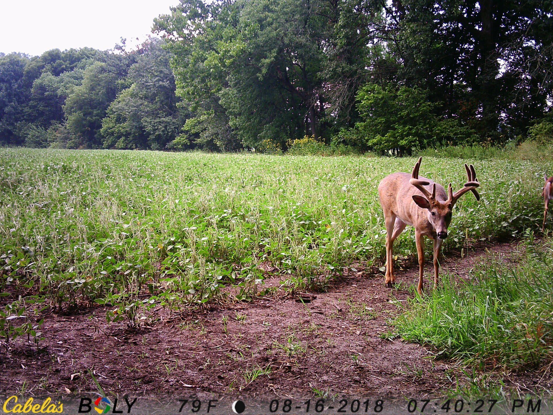 TRAIL CAMERA PICTURES