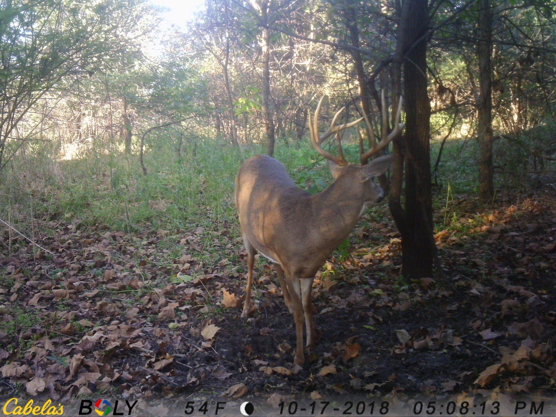 TRAIL CAMERA PICTURES