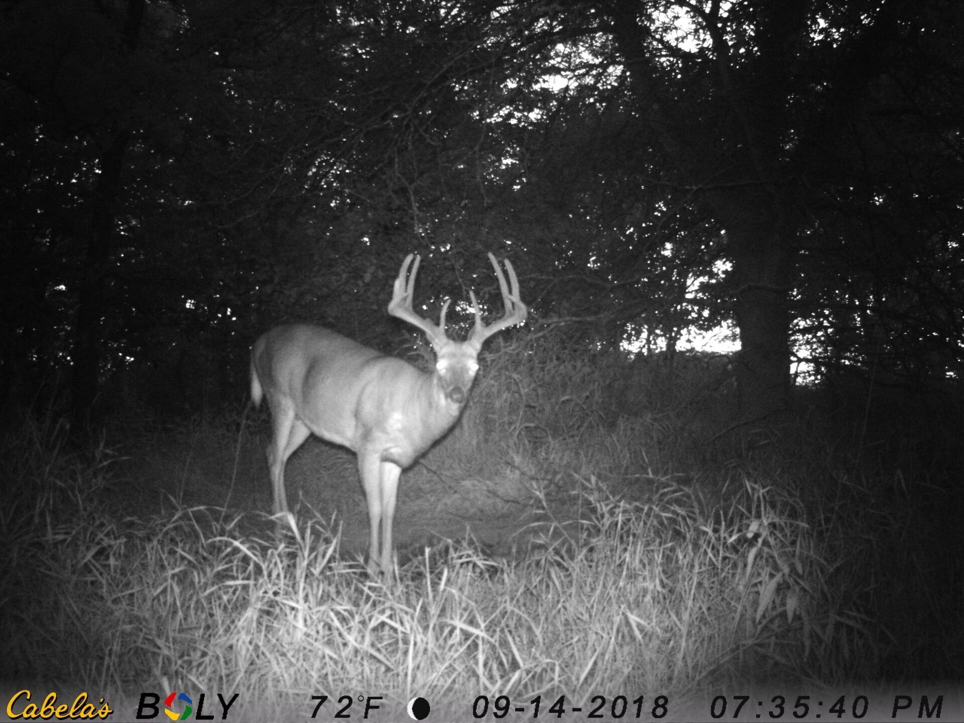 TRAIL CAMERA PICTURES