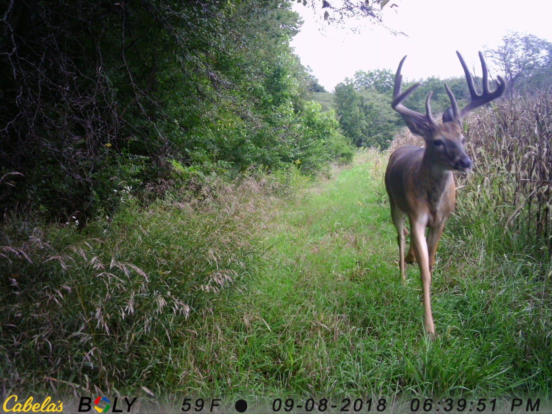 TRAIL CAMERA PICTURES