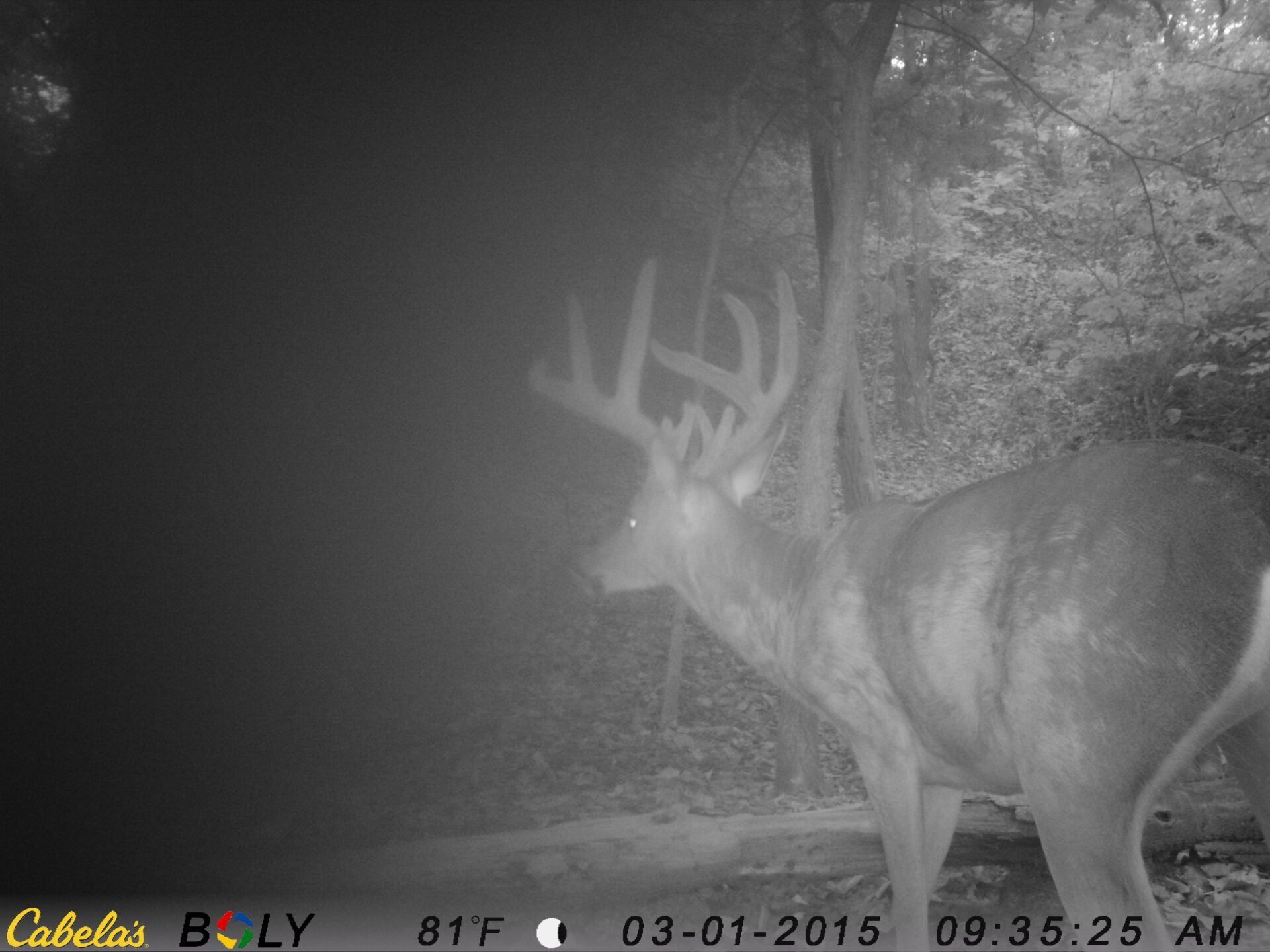 TRAIL CAMERA PICTURES