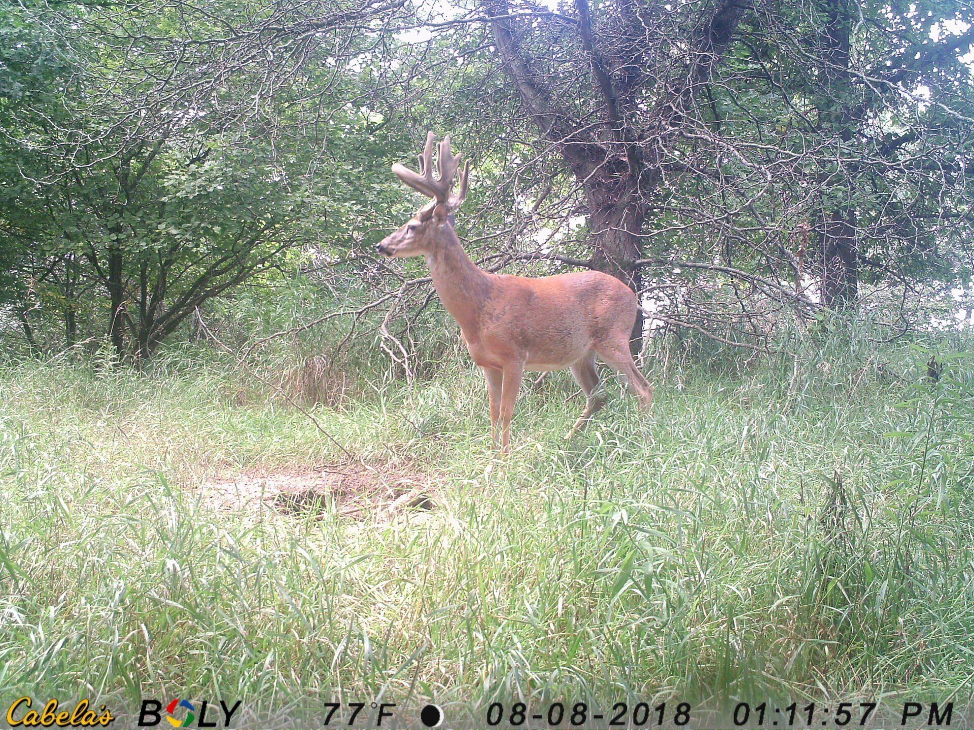 TRAIL CAMERA PICTURES