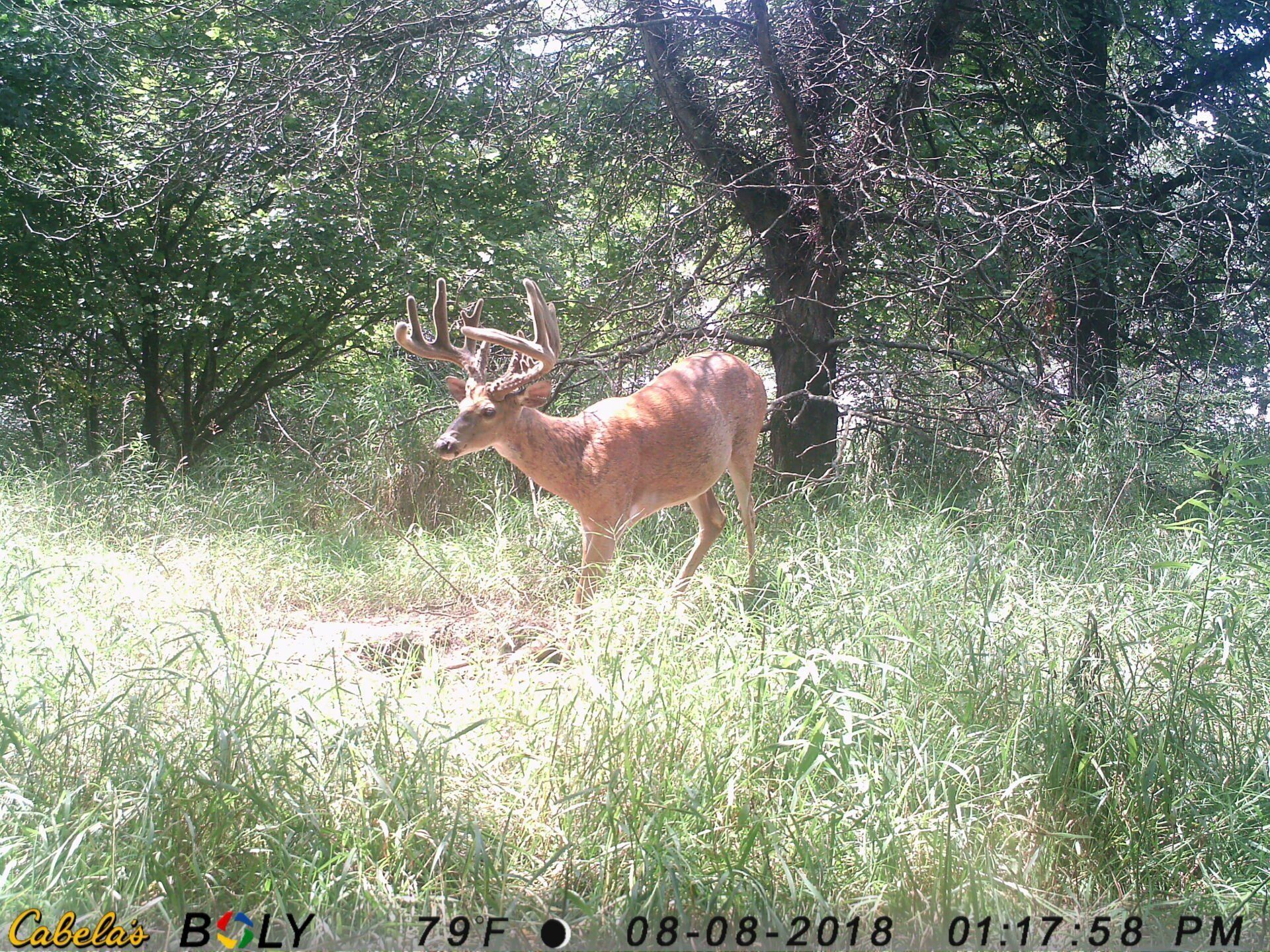TRAIL CAMERA PICTURES