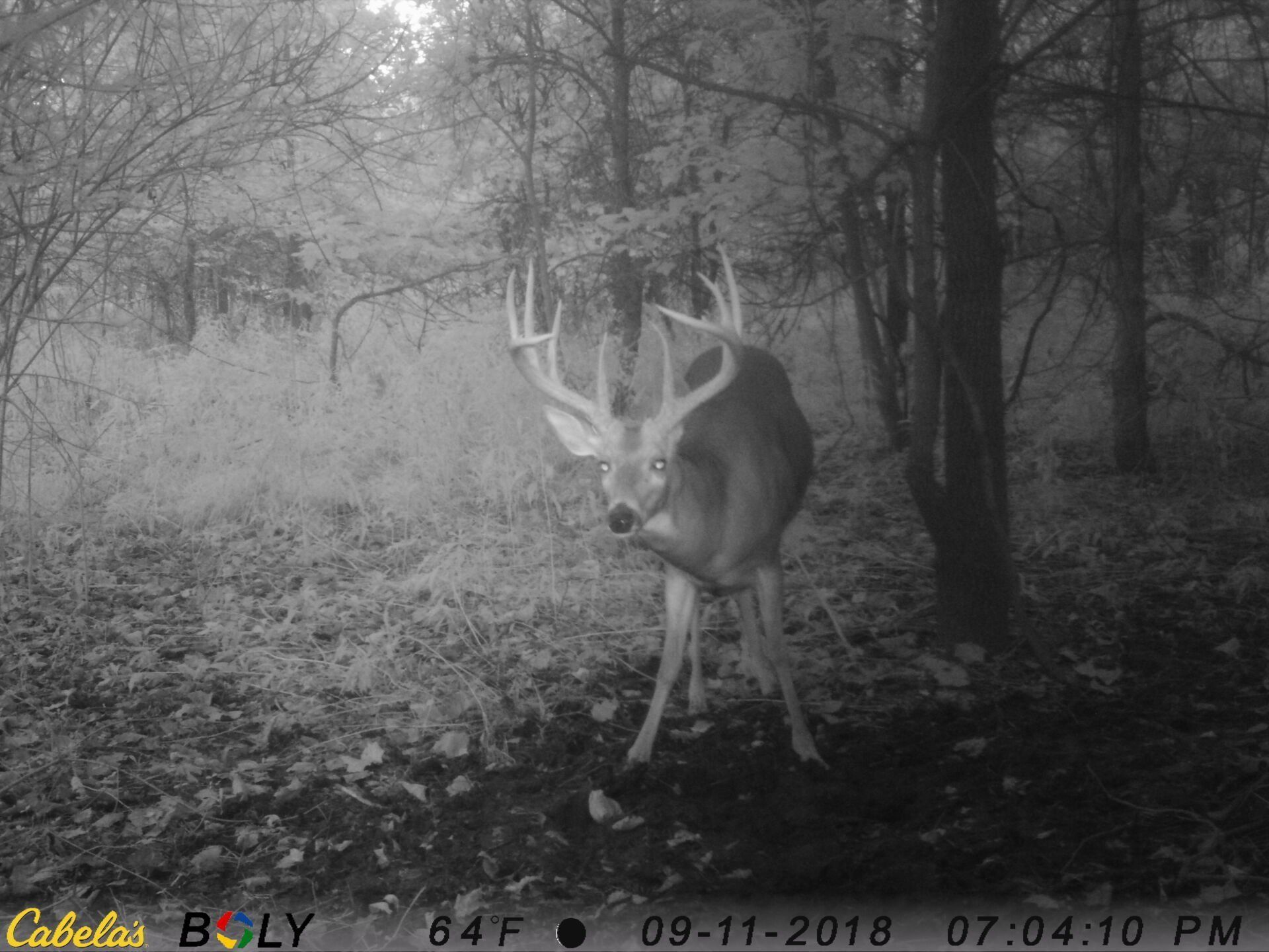 TRAIL CAMERA PICTURES