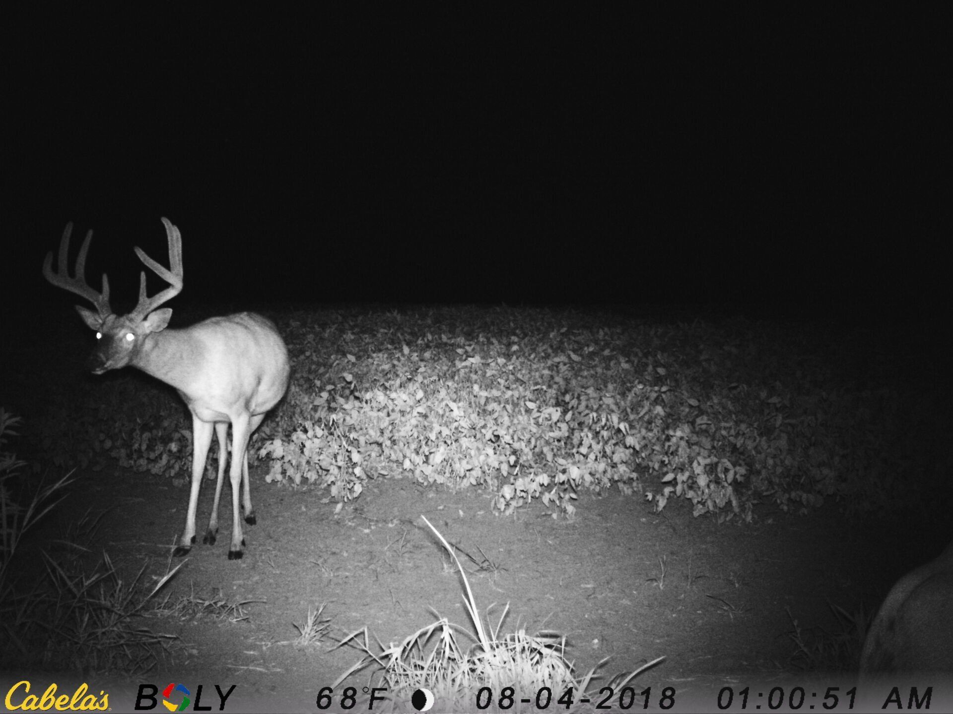 TRAIL CAMERA PICTURES