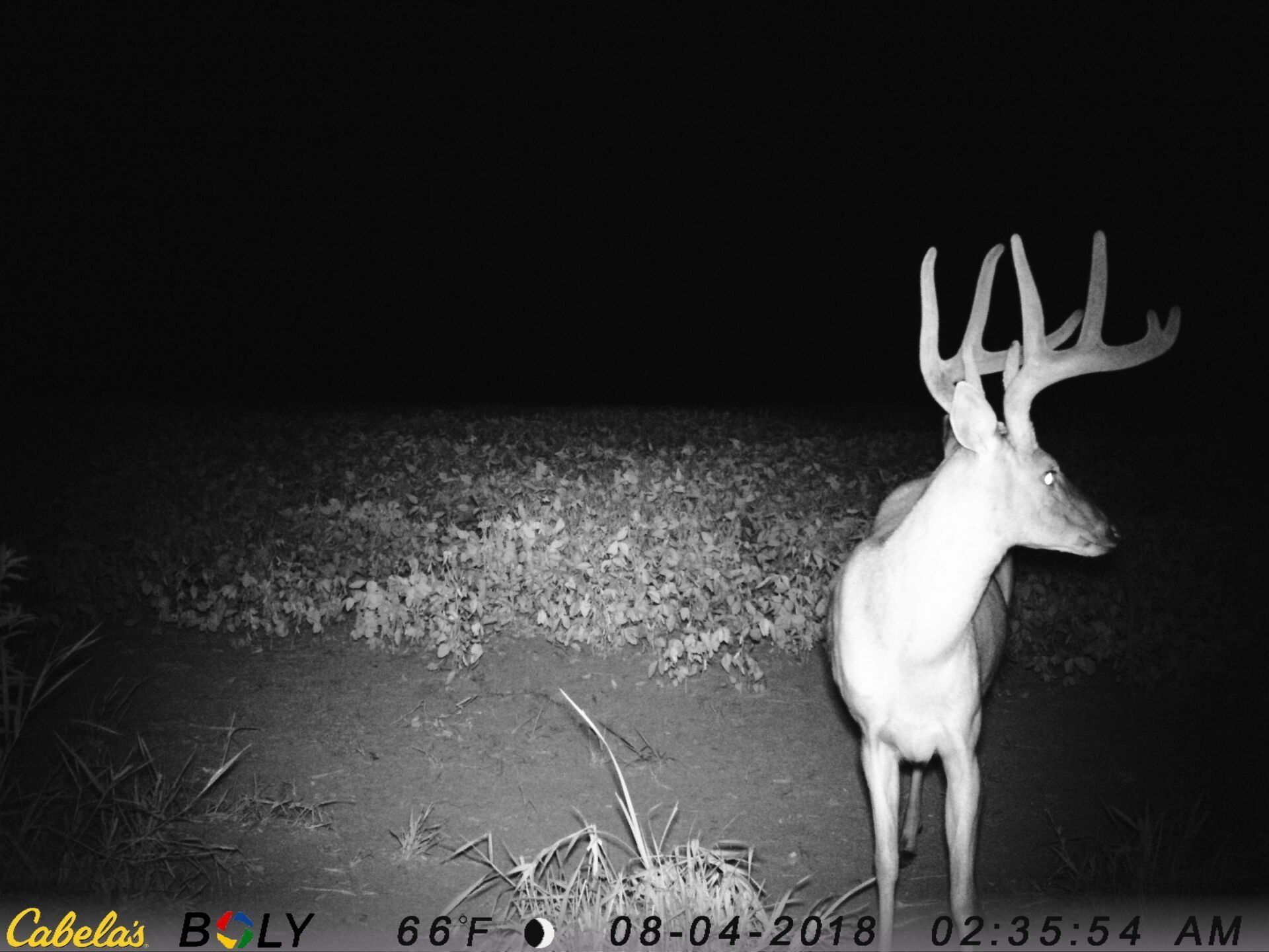 TRAIL CAMERA PICTURES