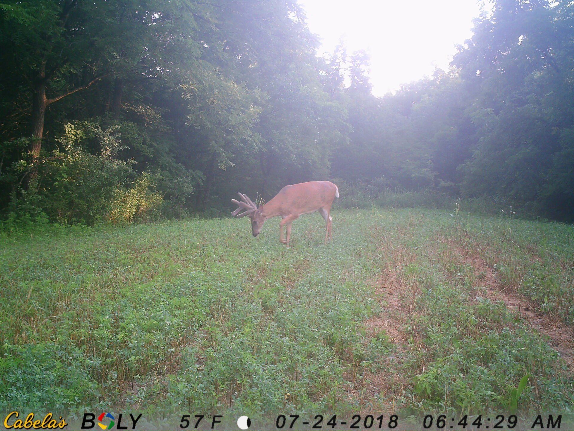 TRAIL CAMERA PICTURES