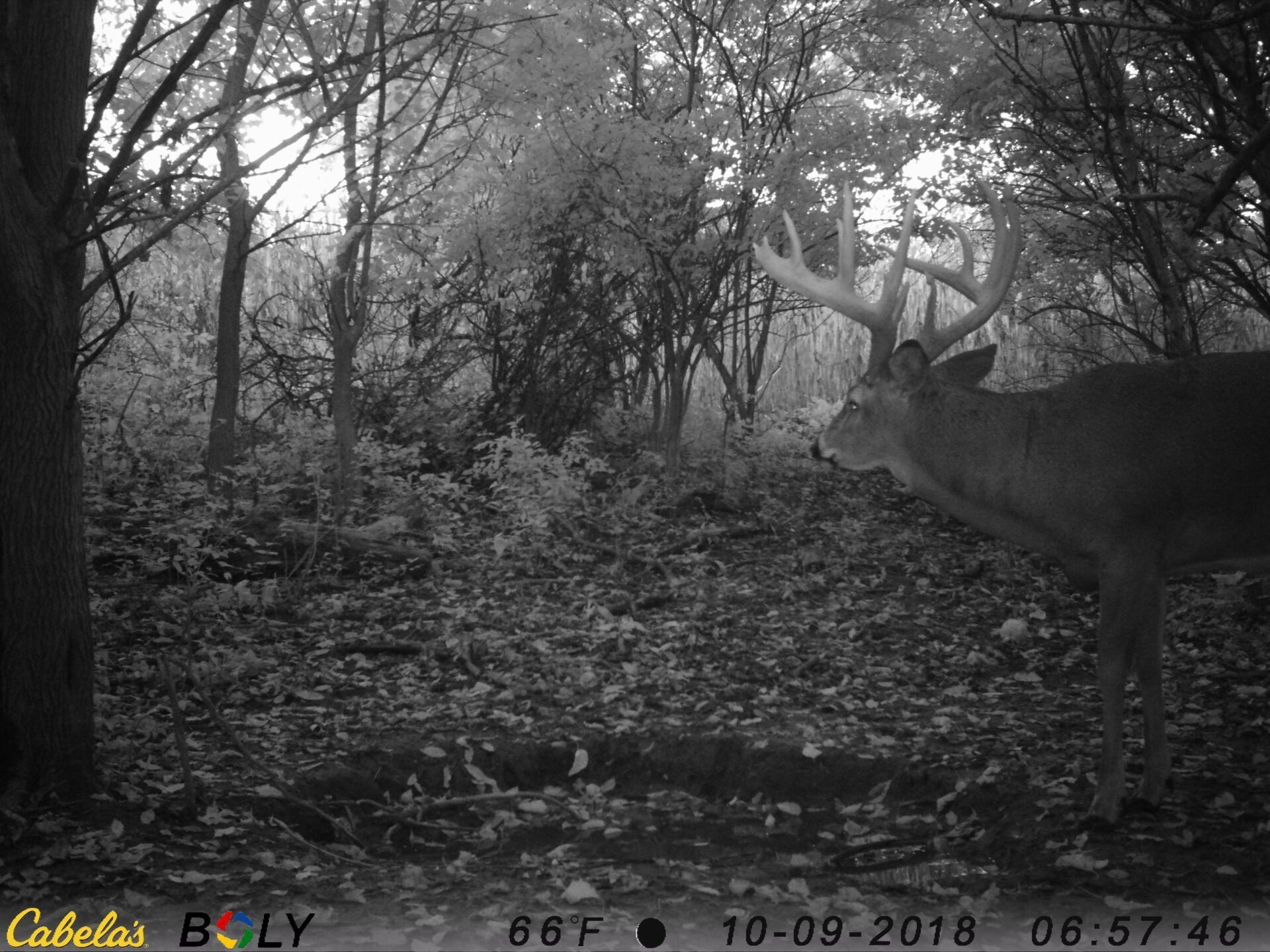 TRAIL CAMERA PICTURES