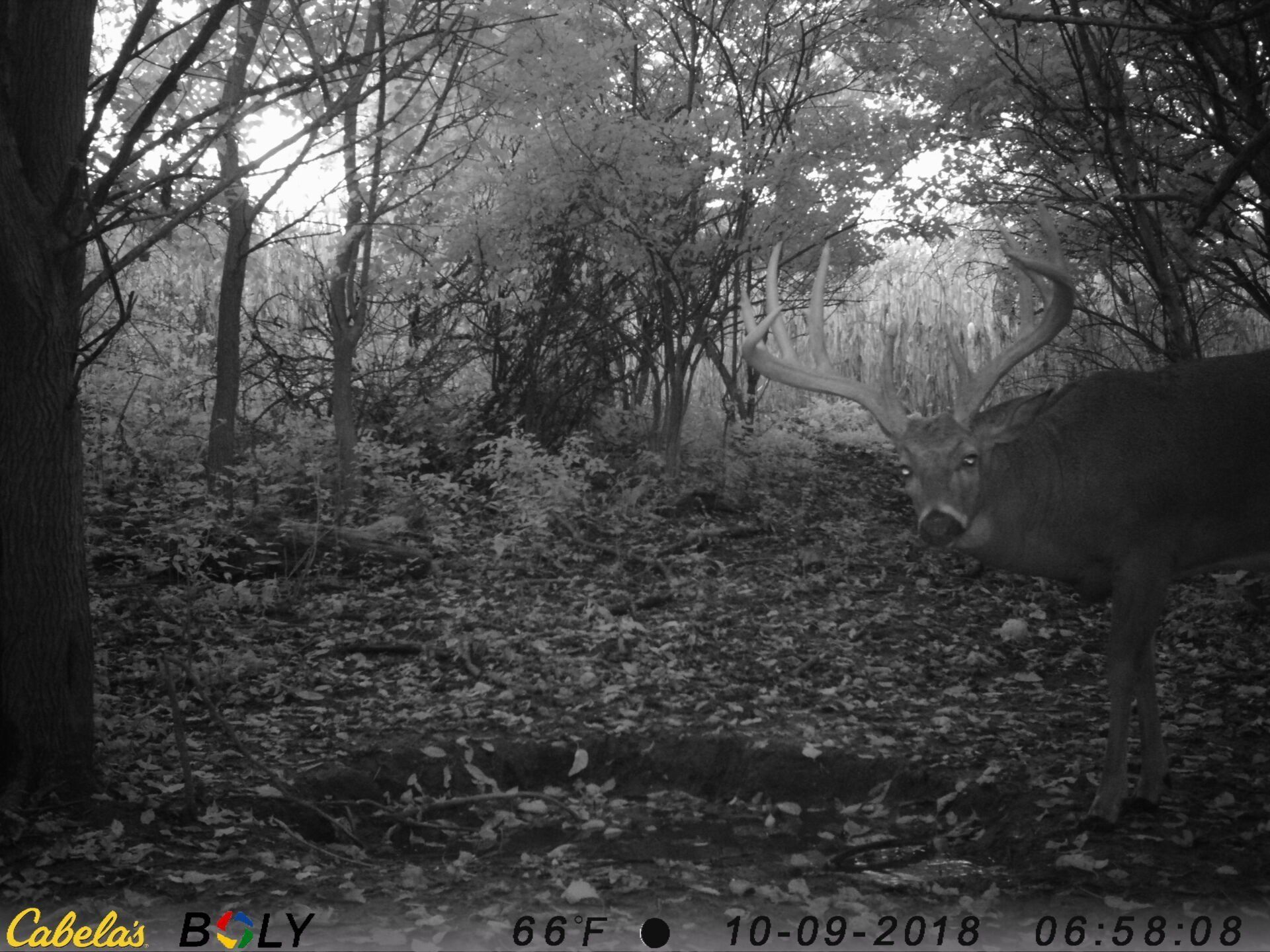 TRAIL CAMERA PICTURES