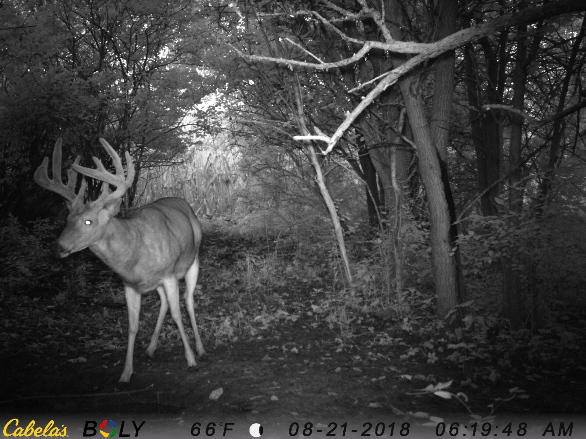 TRAIL CAMERA PICTURES