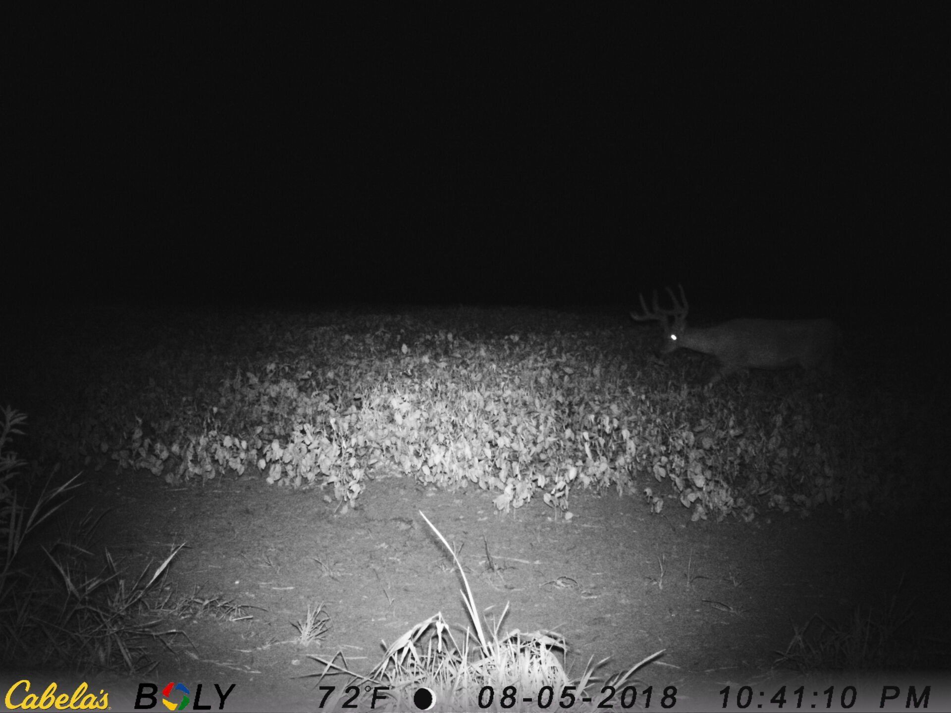 TRAIL CAMERA PICTURES