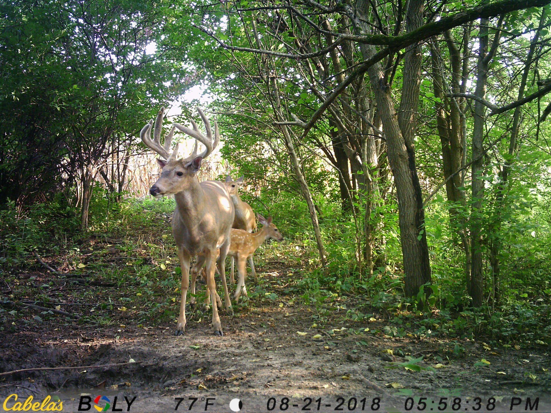 TRAIL CAMERA PICTURES