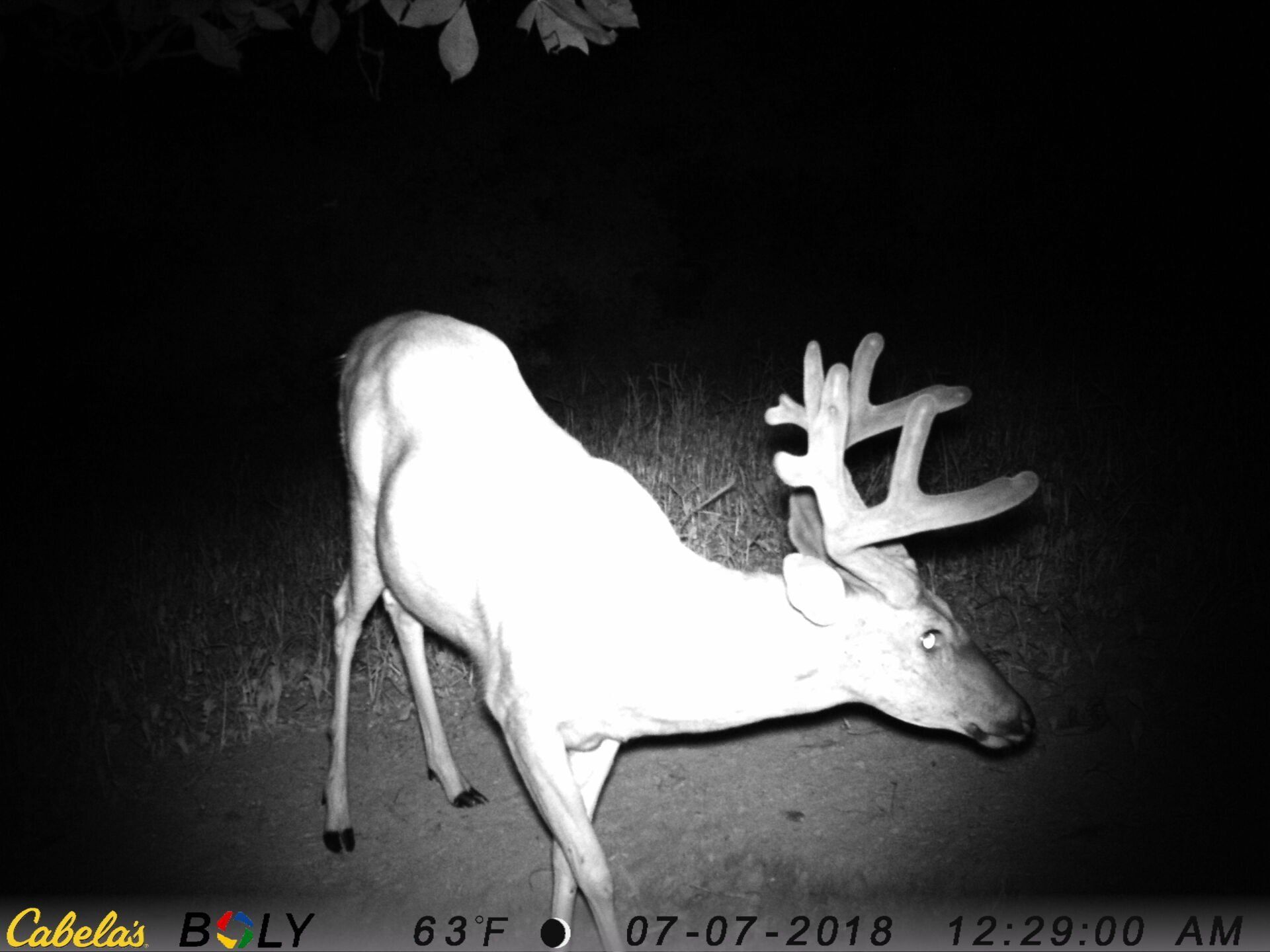 TRAIL CAMERA PICTURES