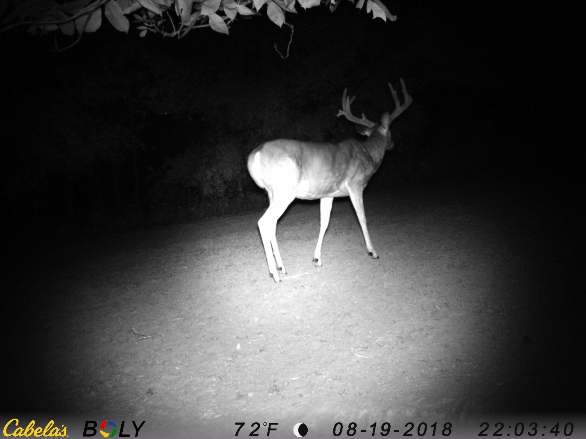 TRAIL CAMERA PICTURES