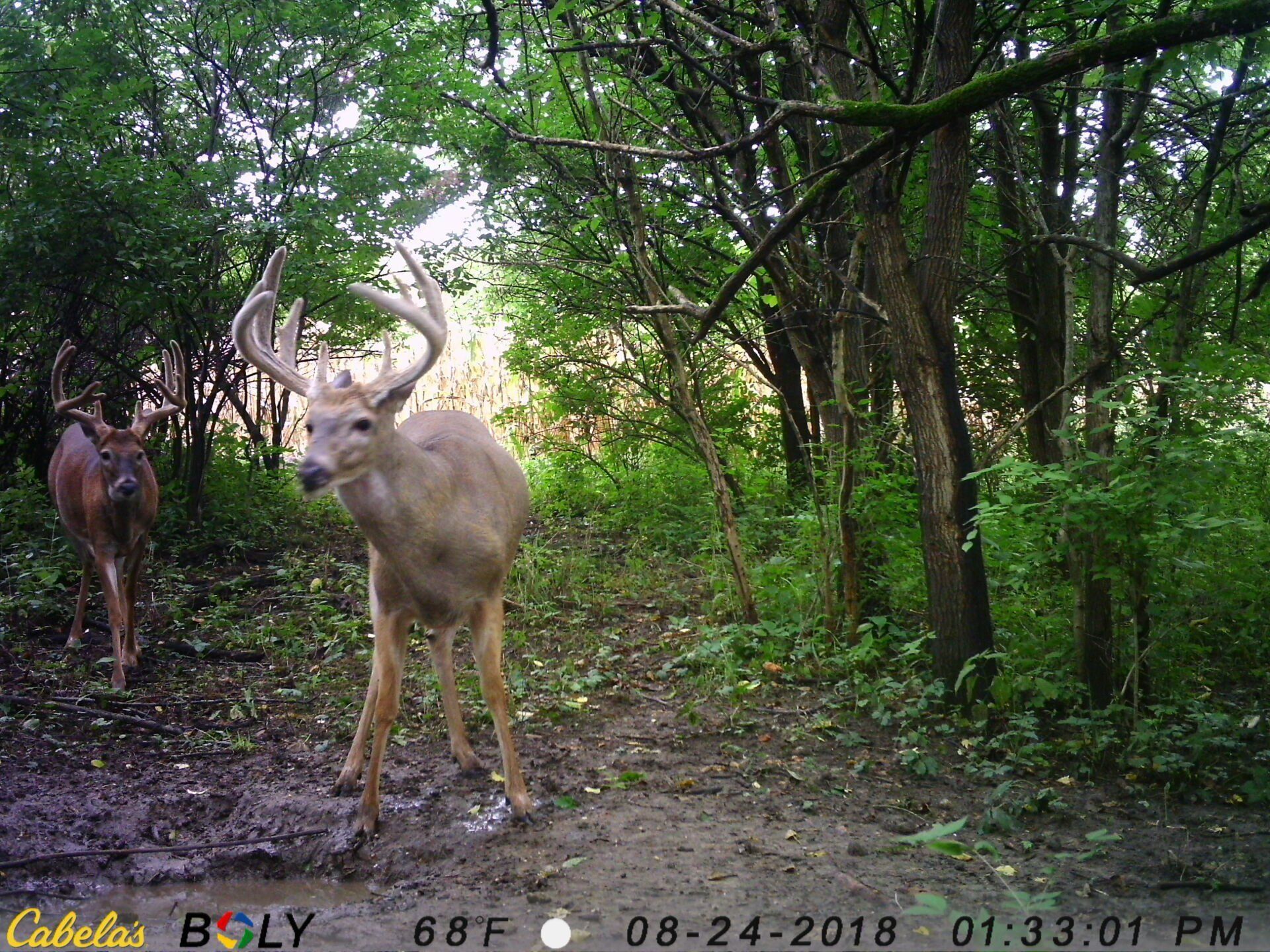 TRAIL CAMERA PICTURES