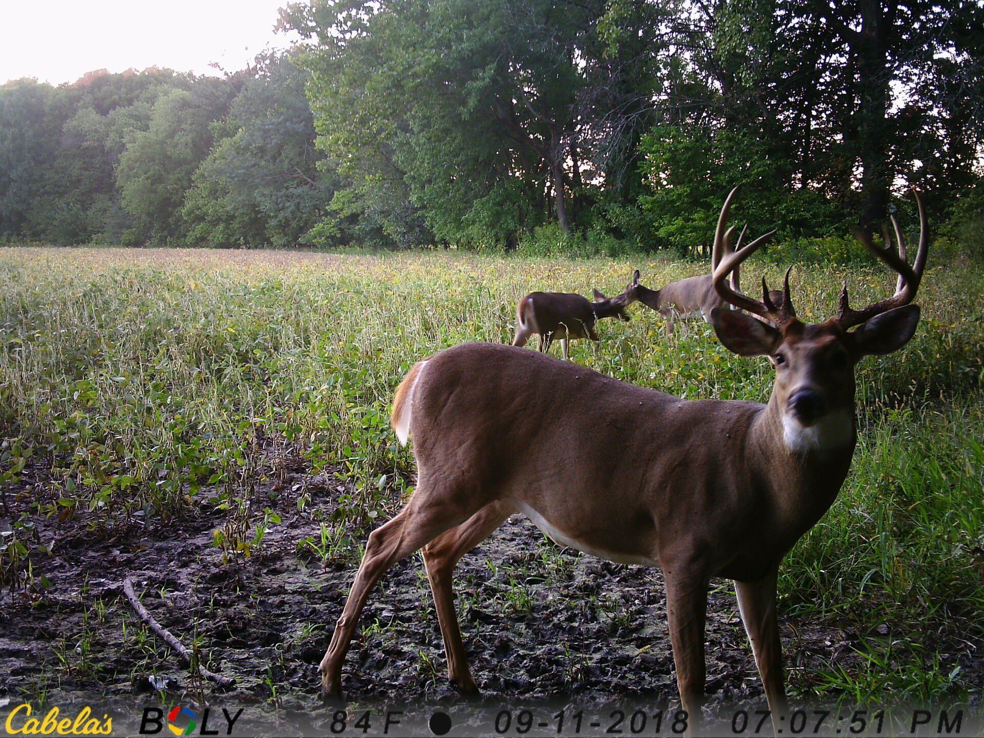 TRAIL CAMERA PICTURES