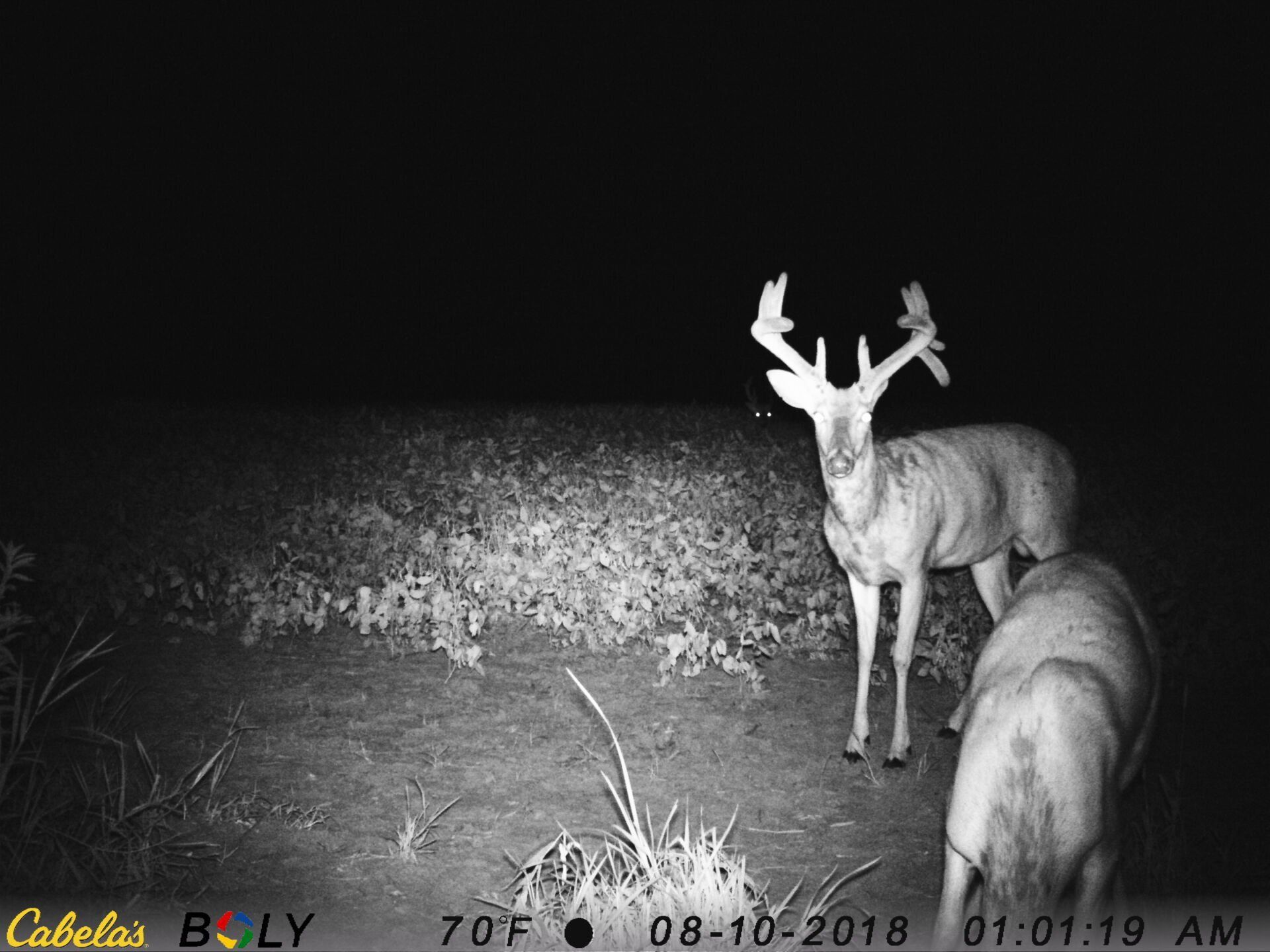 TRAIL CAMERA PICTURES