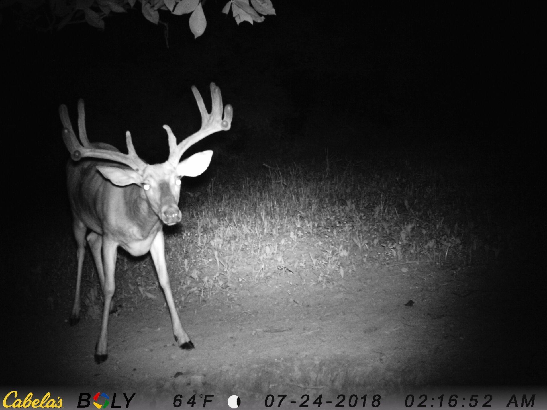 TRAIL CAMERA PICTURES