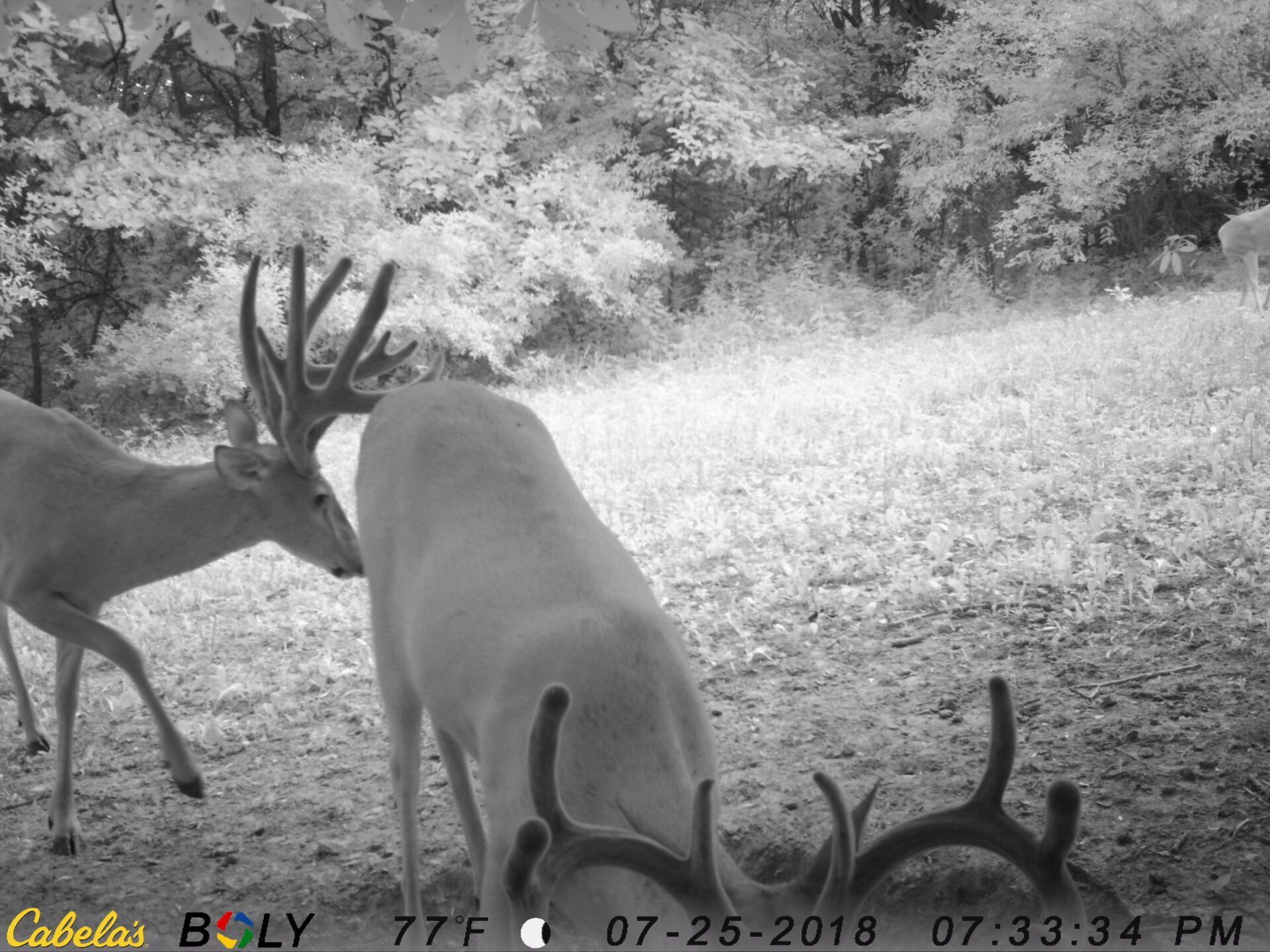 TRAIL CAMERA PICTURES