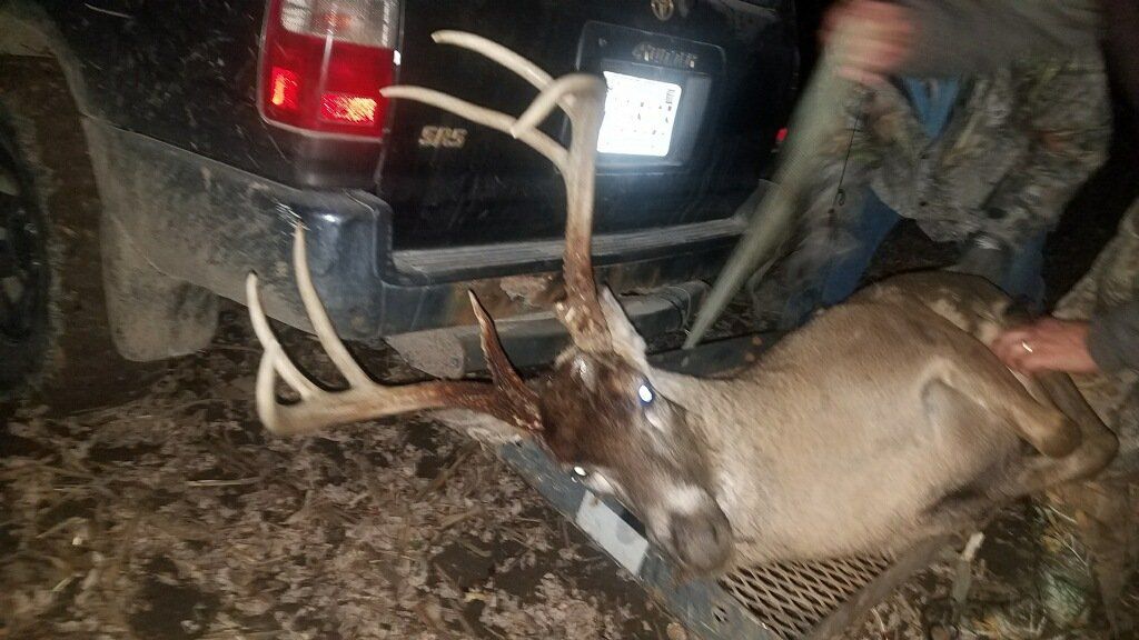 harvested deer