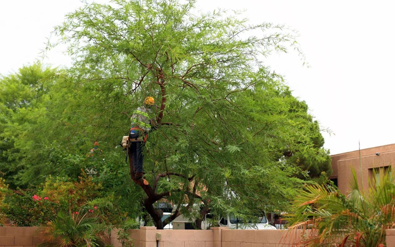 A man is cutting a tree with a chainsaw.