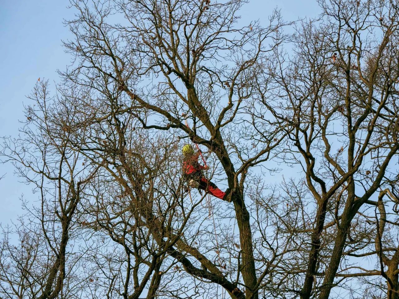 A man is climbing a tree with a chainsaw.