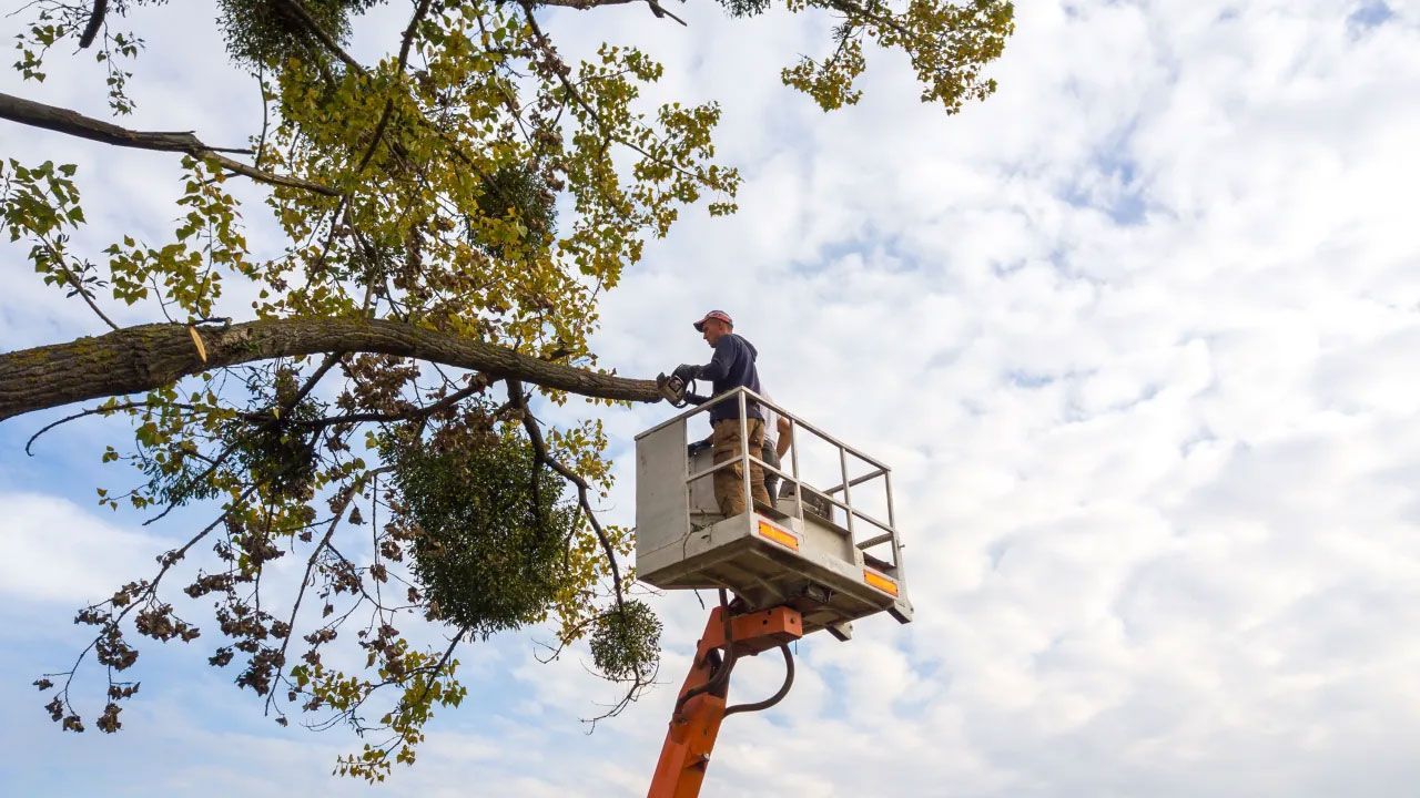 A man is cutting a tree branch from a crane.