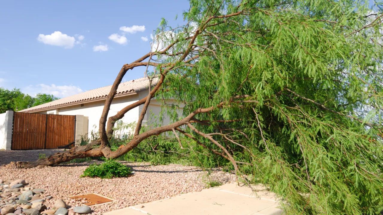 A tree that has fallen in front of a house.