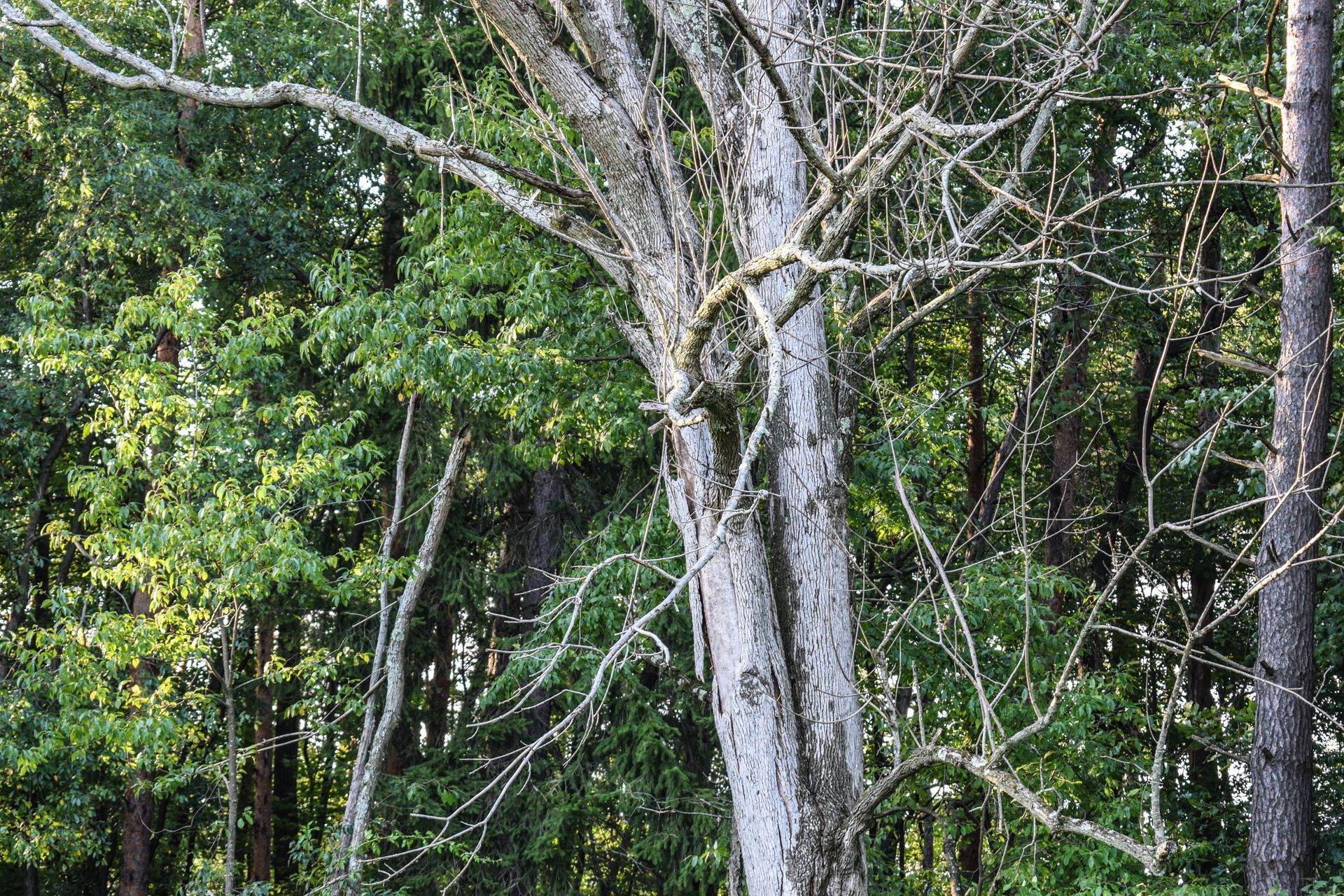 tree service