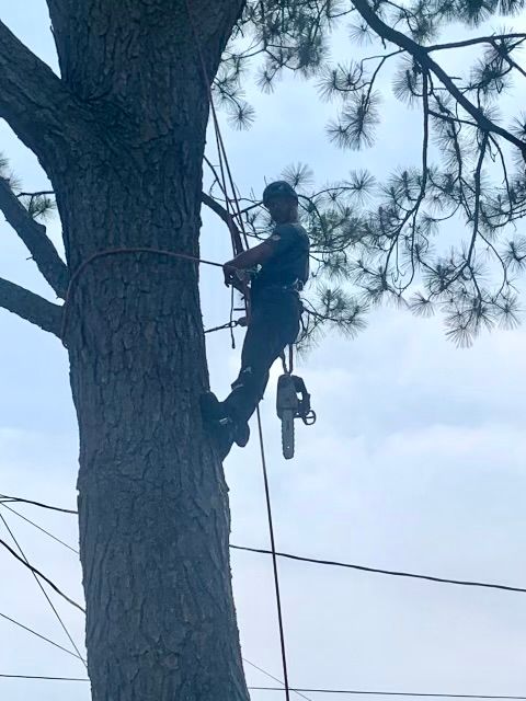 Poor Folks Tree Service expert