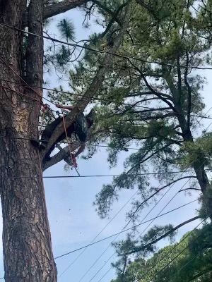 Poor Folks Tree Service expert at work