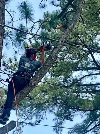 Poor Folks Tree Service expert working