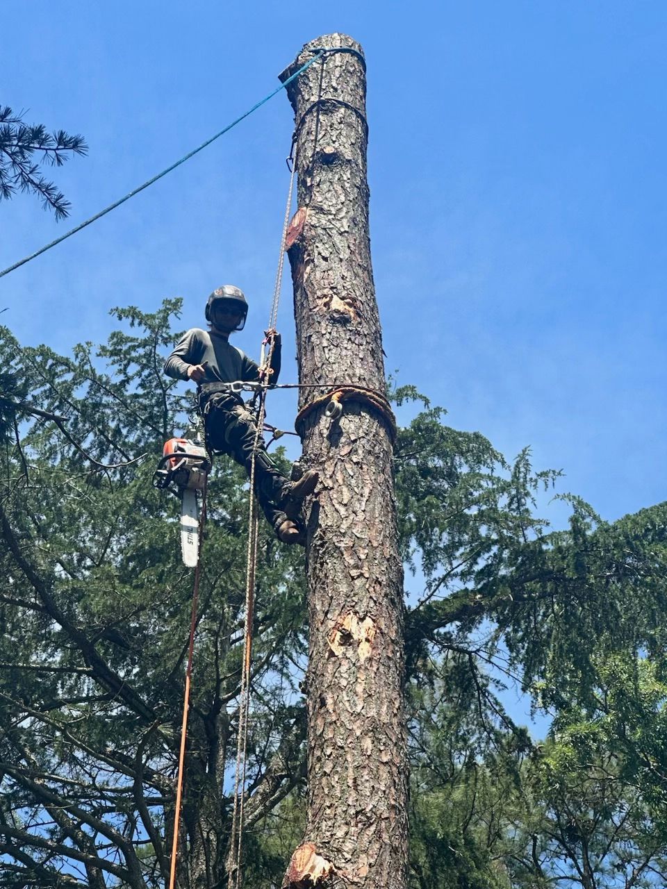 A professional of Poor Folks Tree Service
