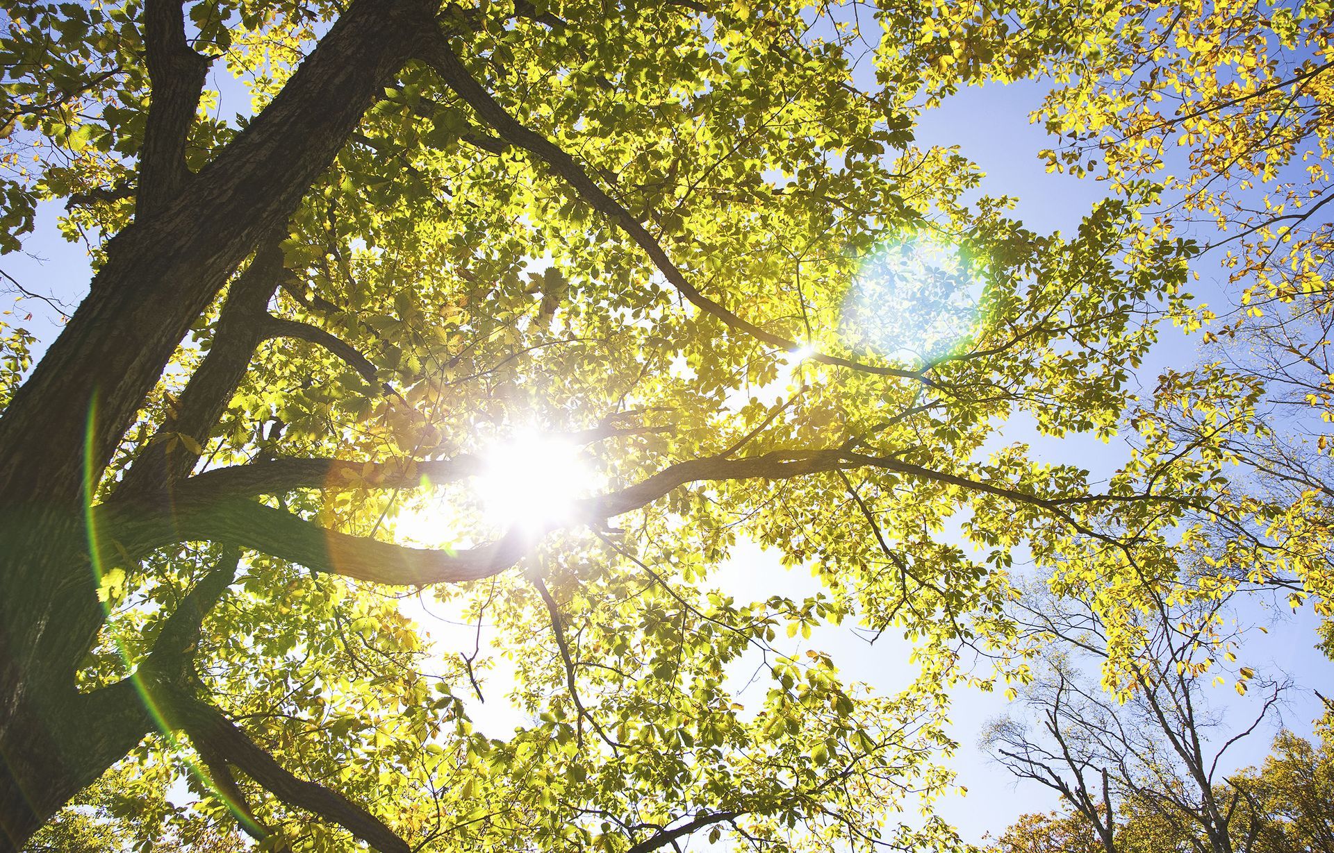 affordable tree service norfolk va