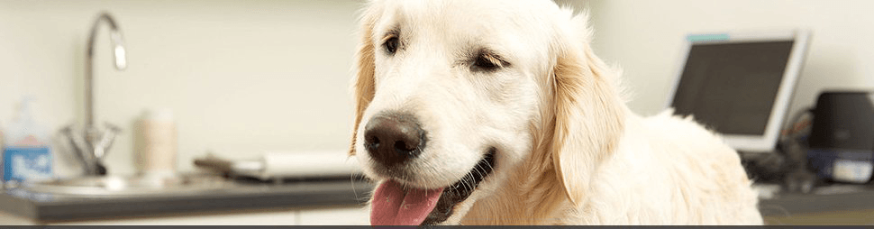Veterinary Surgery | Menomonie, WI | Brakken Veterinary Clinic Inc. | 715-235-8404