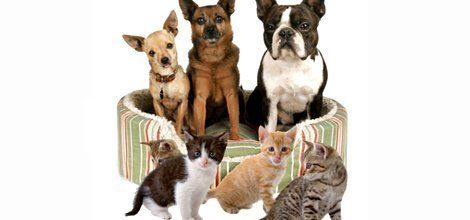 Emergency Veterinary Medicine | Menomonie, WI | Brakken Veterinary Clinic Inc. | 715-235-8404