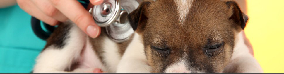 Internal Veterinary Medicine | Menomonie, WI | Brakken Veterinary Clinic Inc. | 715-235-8404