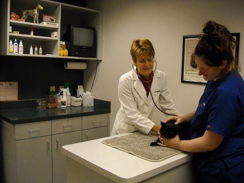 Veterinary Surgery | Menomonie, WI | Brakken Veterinary Clinic Inc. | 715-235-8404